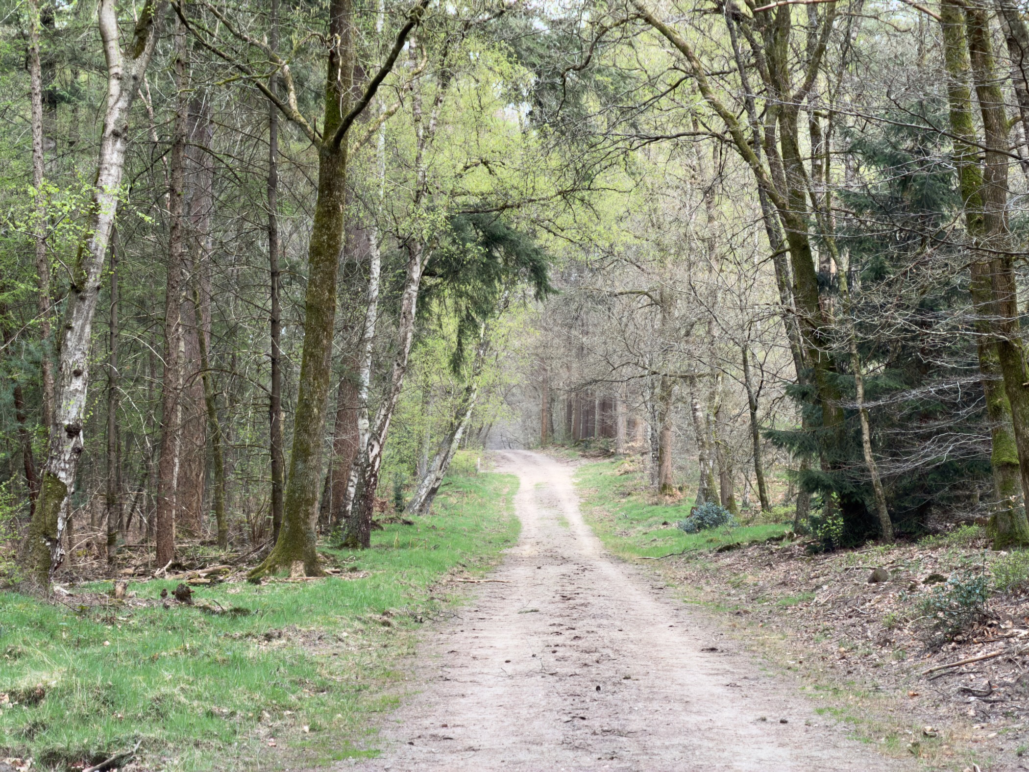Dirt track through a green mixed forest with birch and oak trees