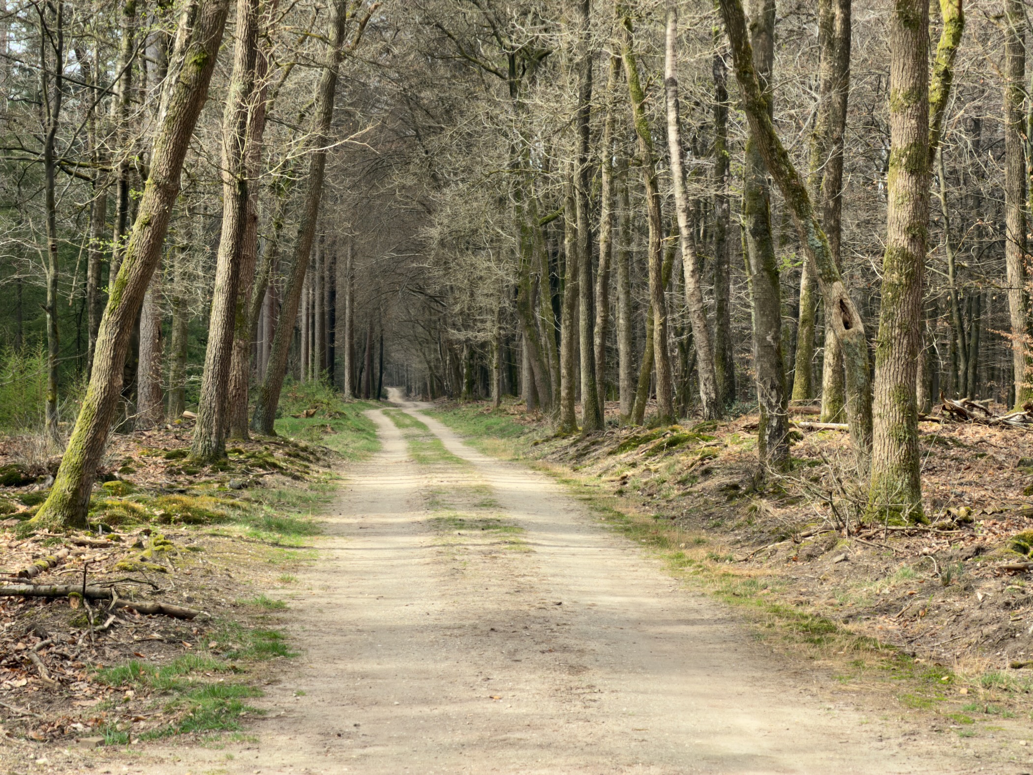 Long straight forest lane lined with tall bare oak trees