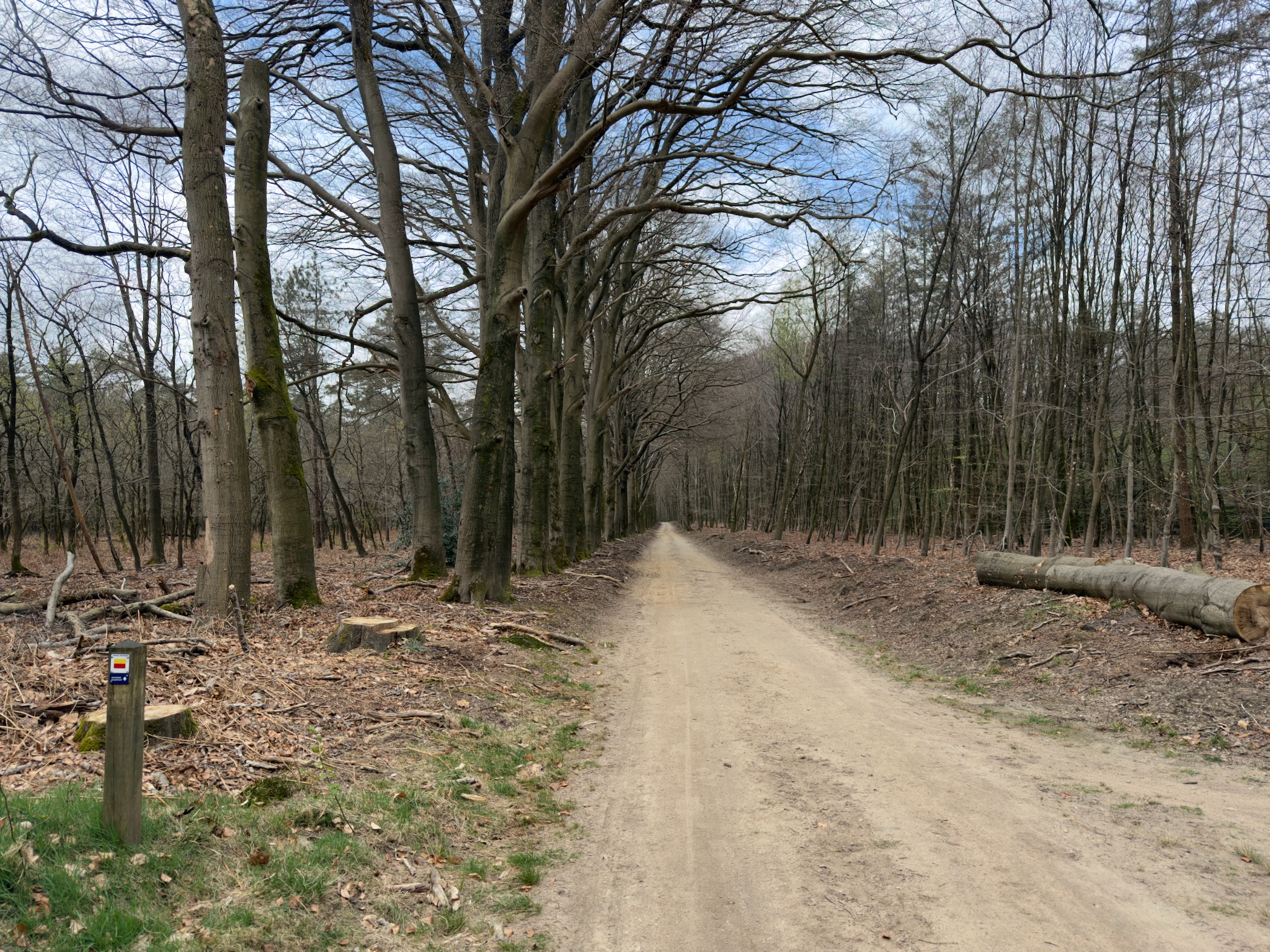 Sandy forest road with a trail marker post and a felled log