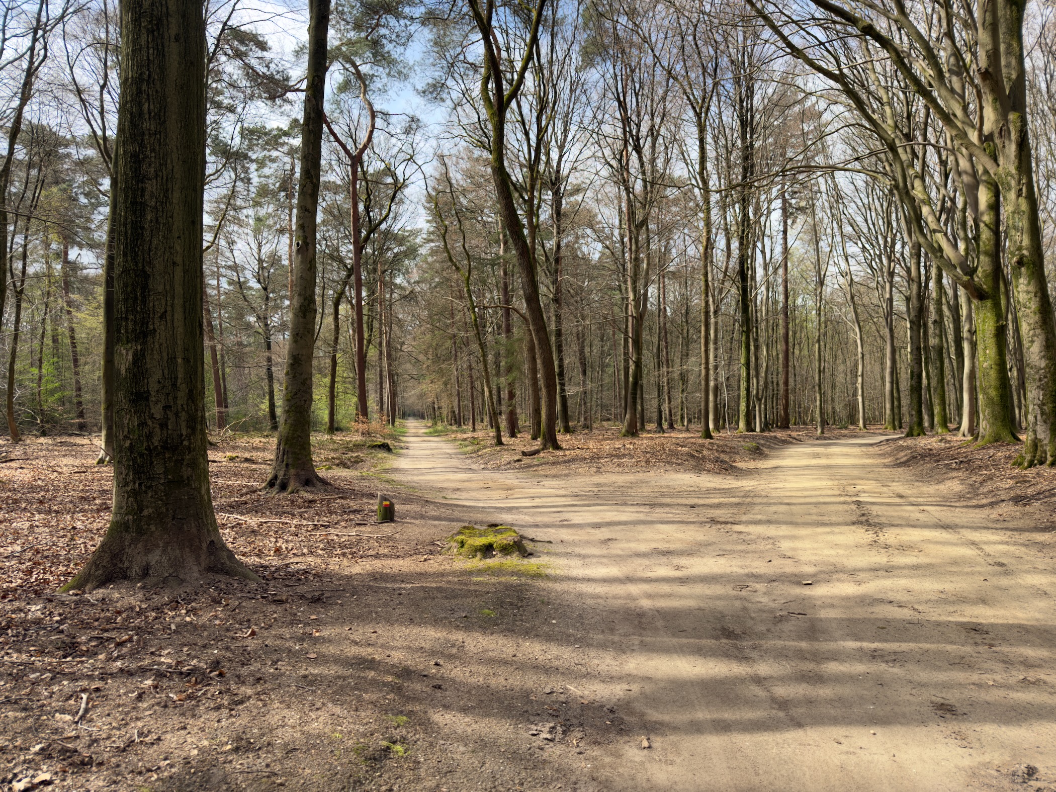 Forked path through sunlit bare beech forest with long shadows
