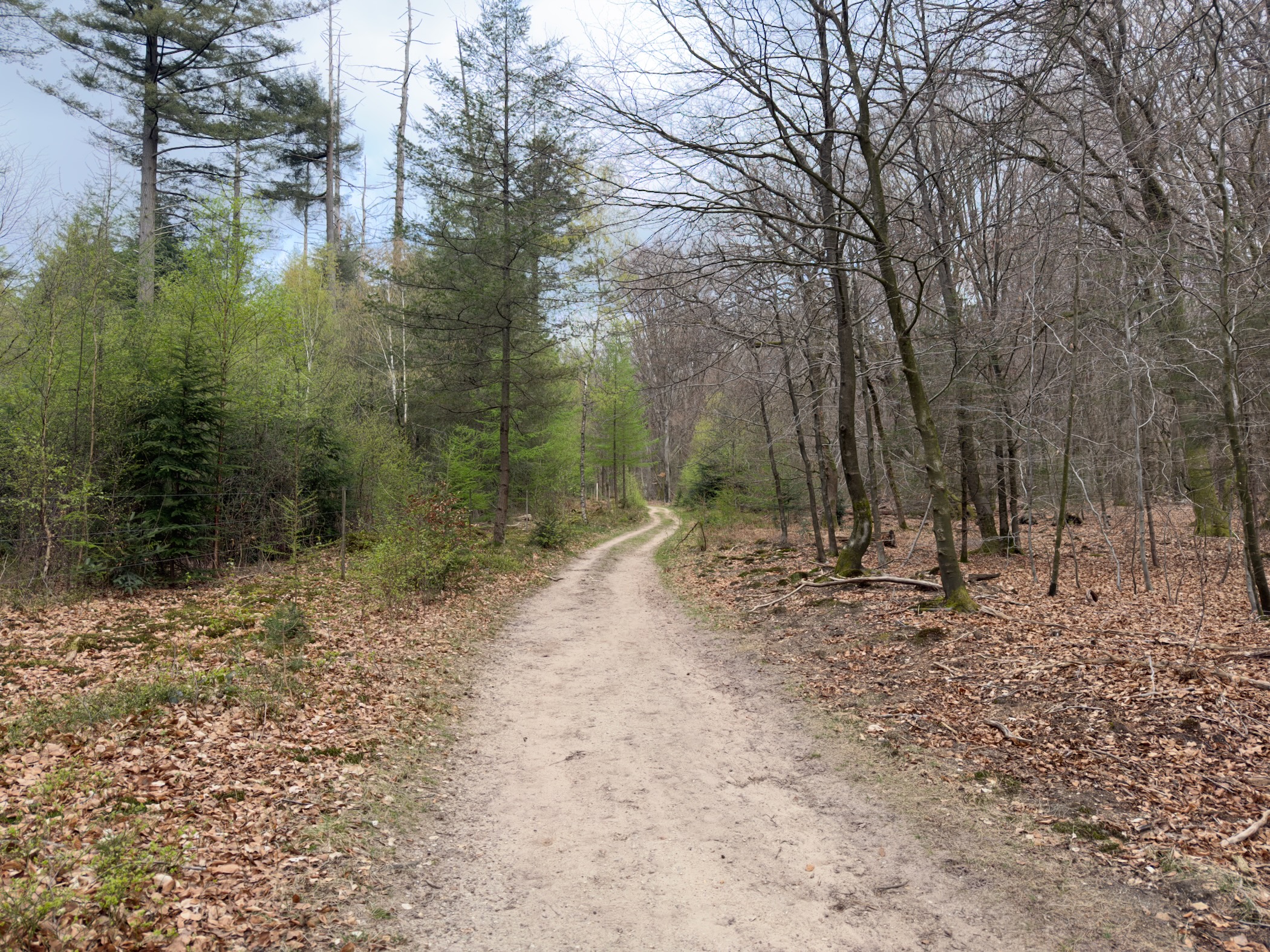 Winding trail through mixed pine and deciduous forest with fresh spring leaves