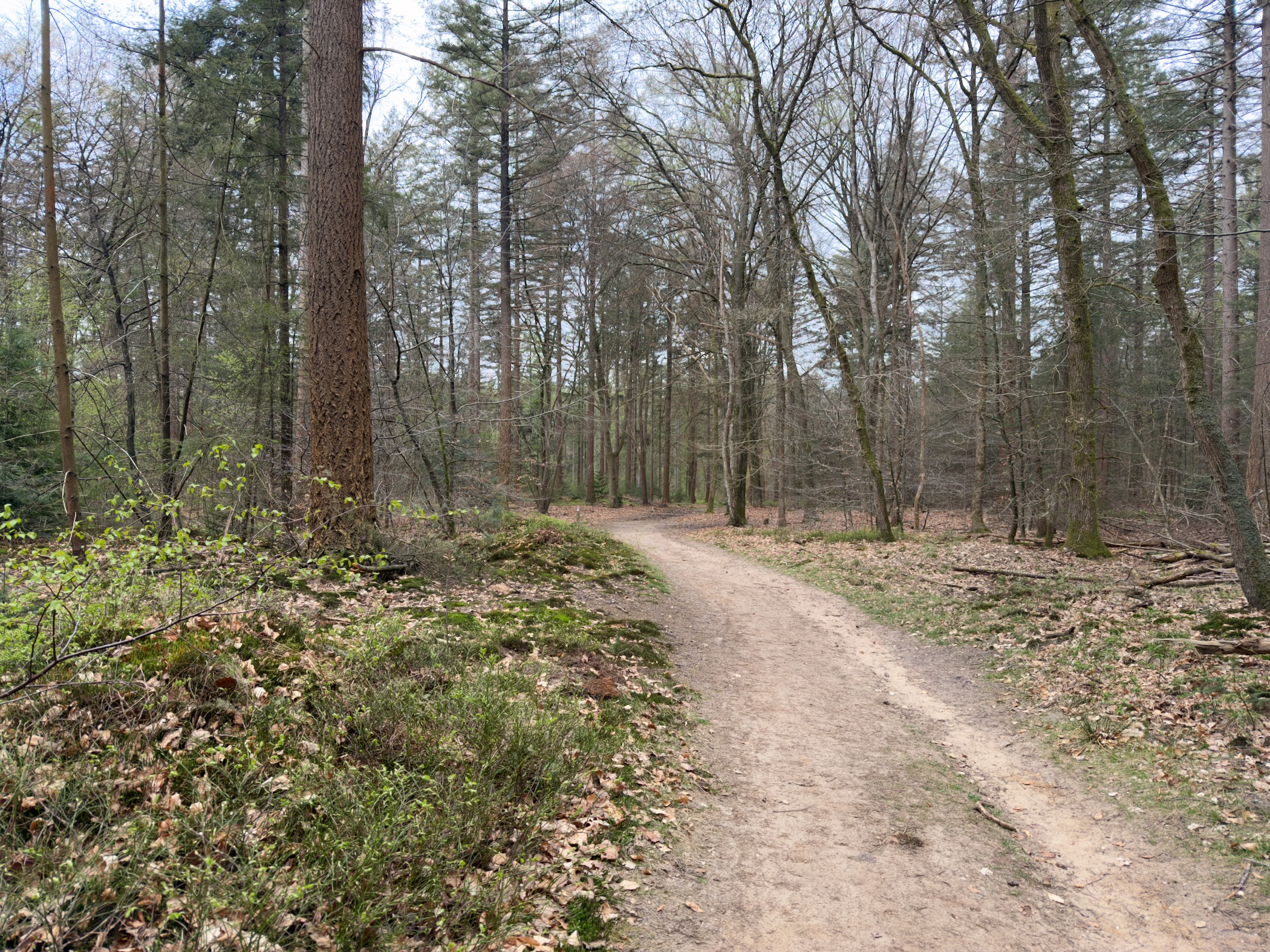 Narrow trail curving through mixed woodland with low vegetation