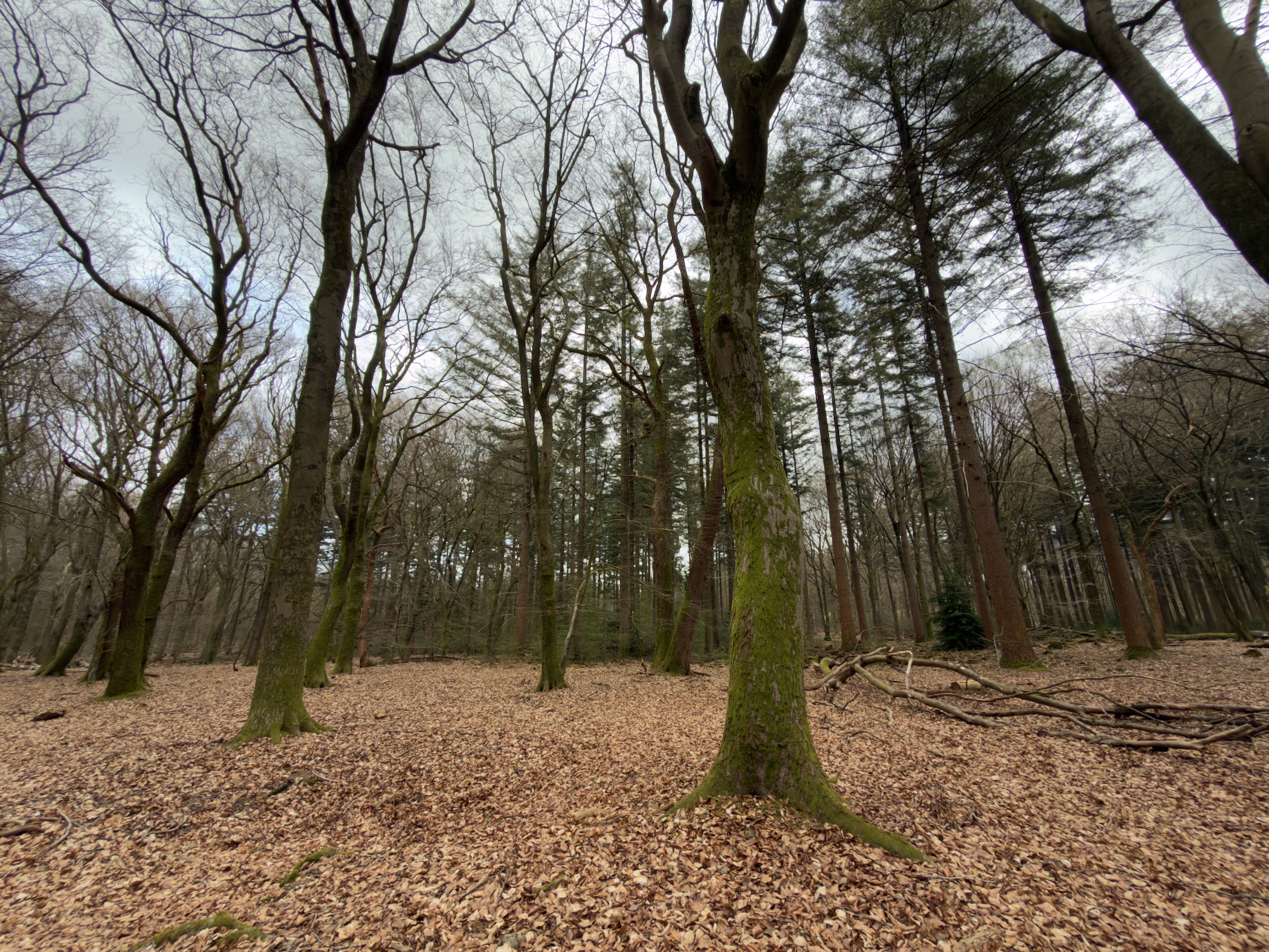 Tall moss-covered beech trees in an open woodland with a leaf-covered floor