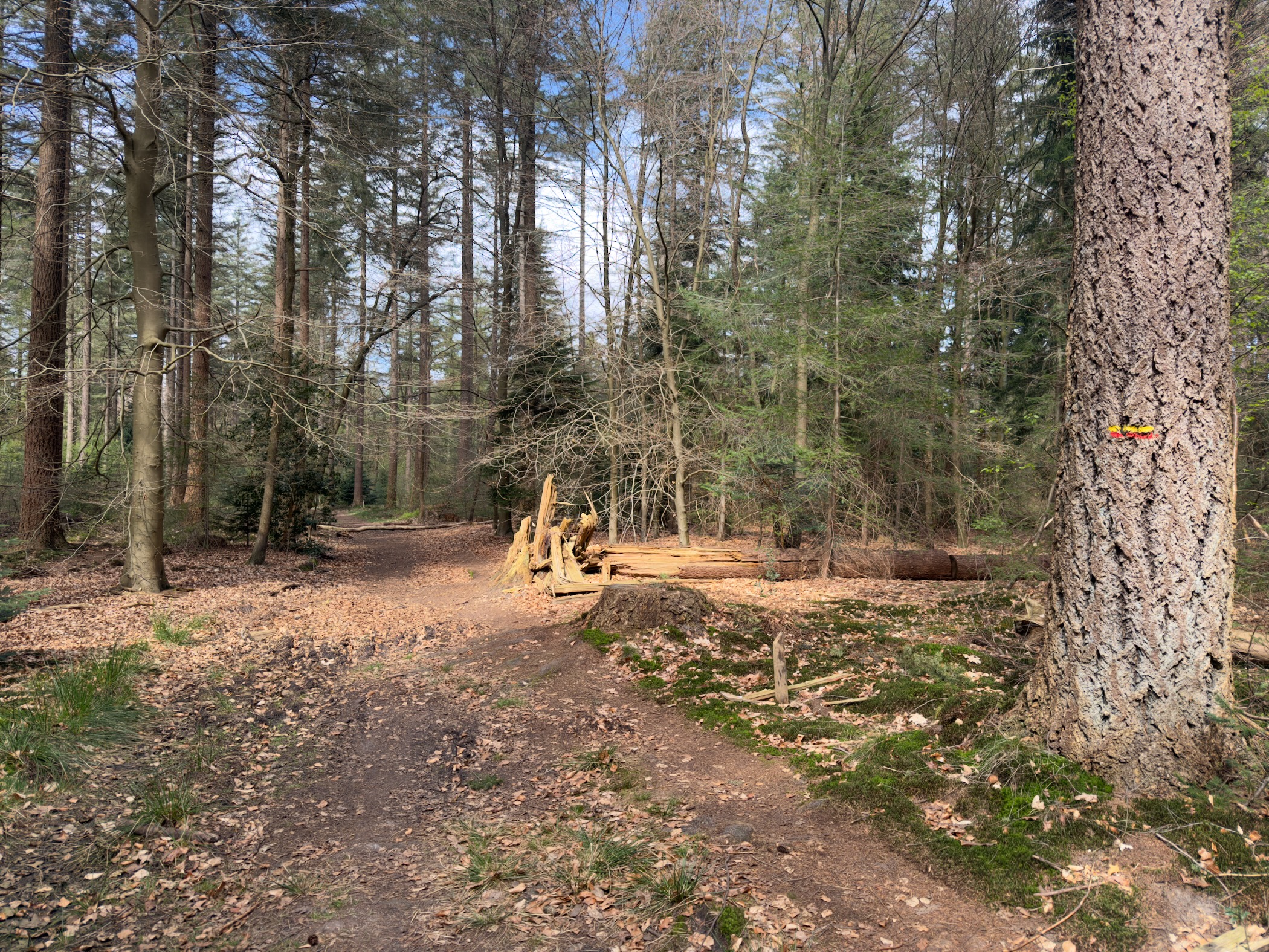 Forest clearing with a trail marker on a pine tree and stacked logs