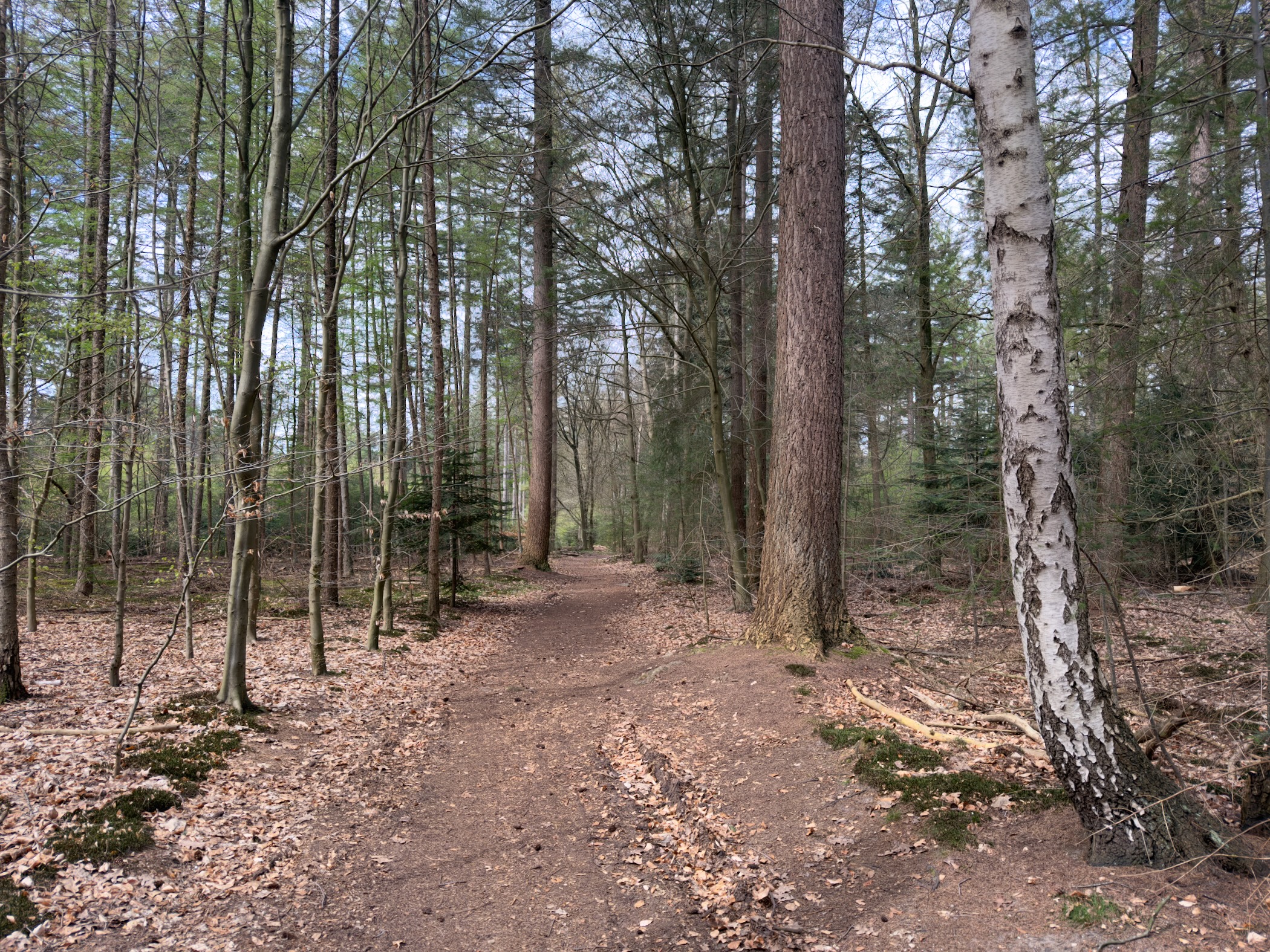 Narrow path through mixed pine and birch forest