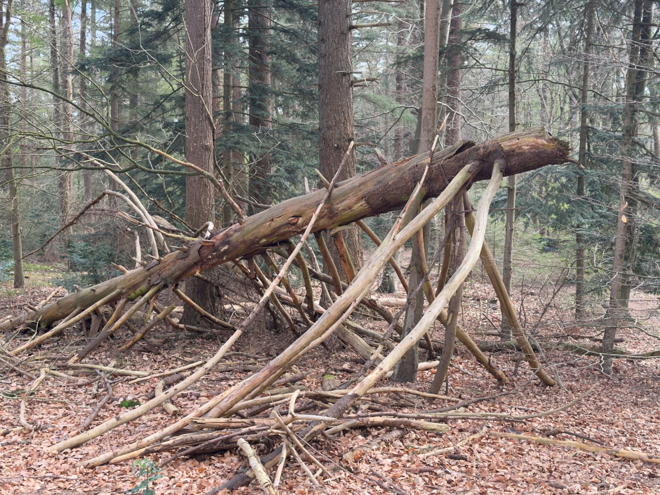 Fallen tree branches stacked into a den structure in the forest