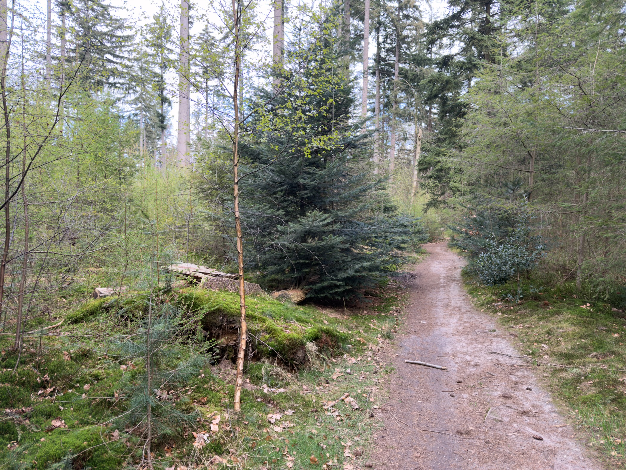 Forest path beside a moss-covered fallen log and tall spruce trees