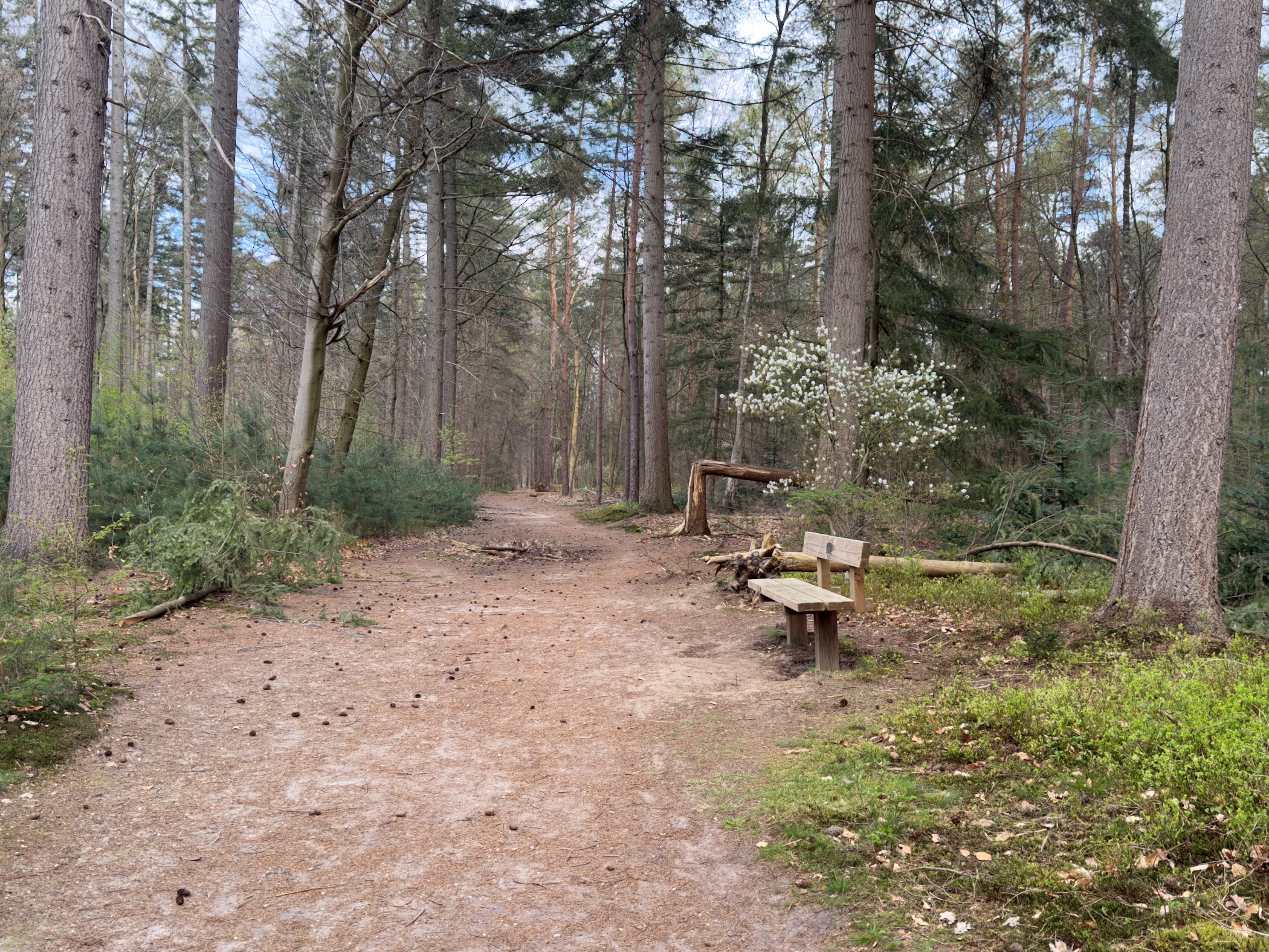 Wooden bench beneath pine trees with a blooming white tree in the background