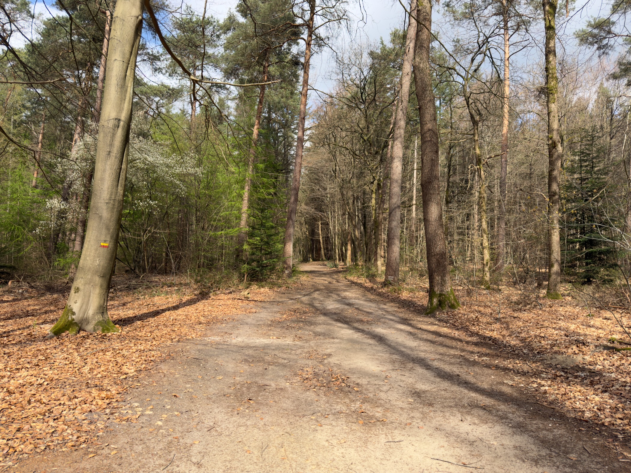 Sandy forest path with a yellow trail marker on a beech trunk