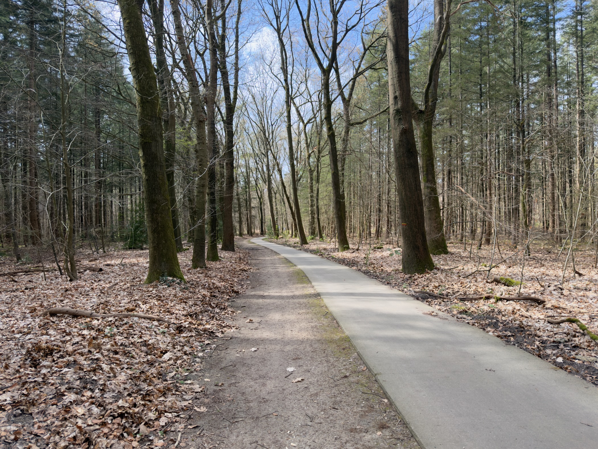 Paved path curving through a bare beech forest on a sunny day