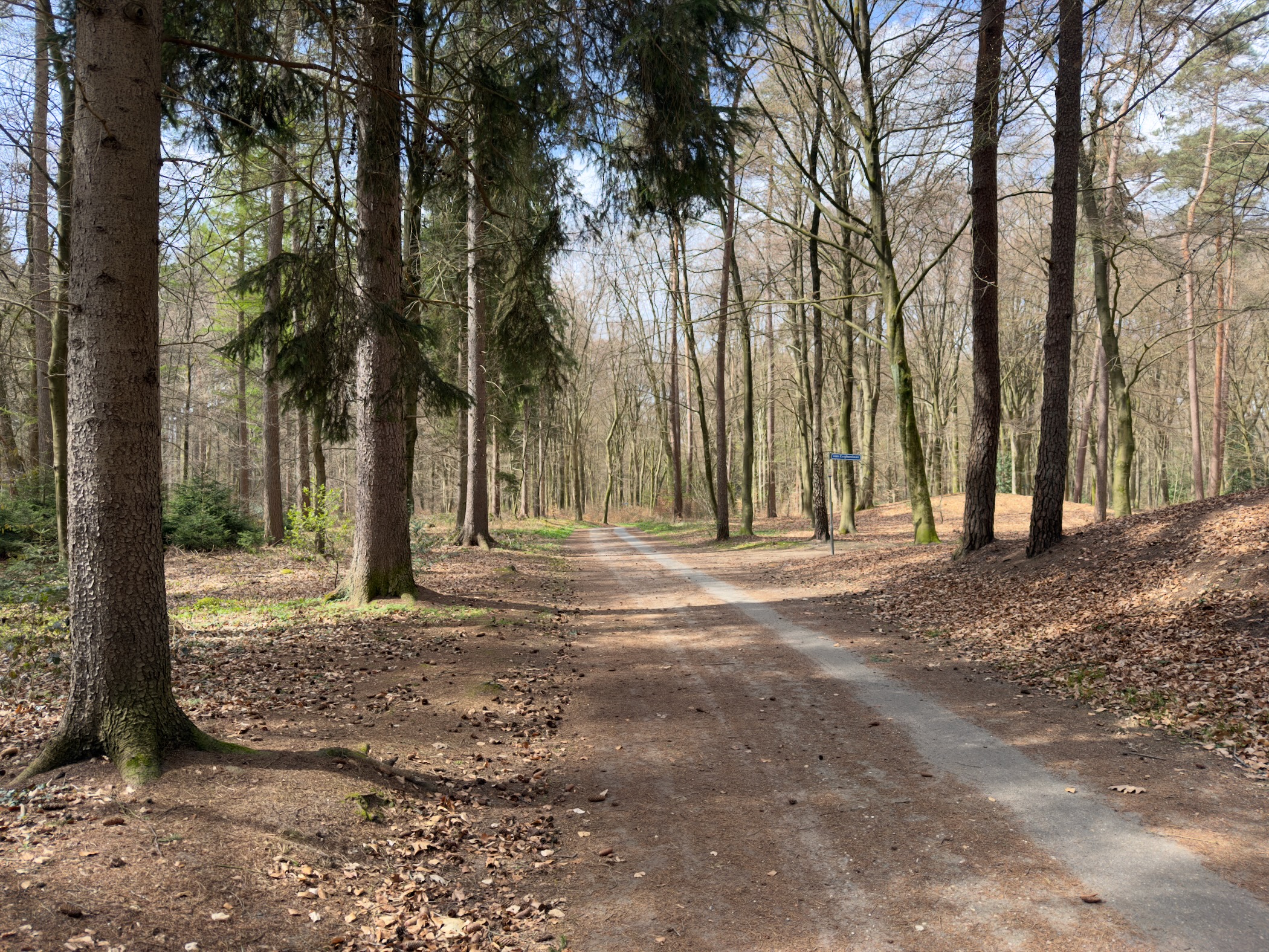 Sunlit forest path splitting in two directions among tall trees