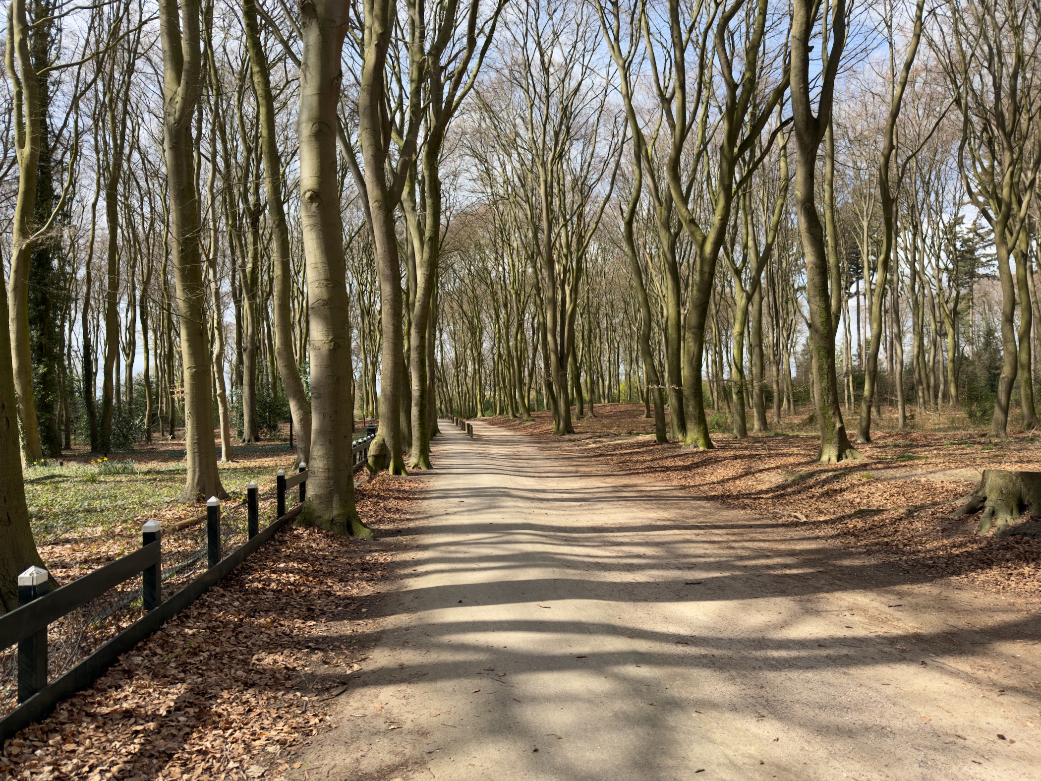 Tree-lined avenue of bare beeches with a wooden fence on an estate
