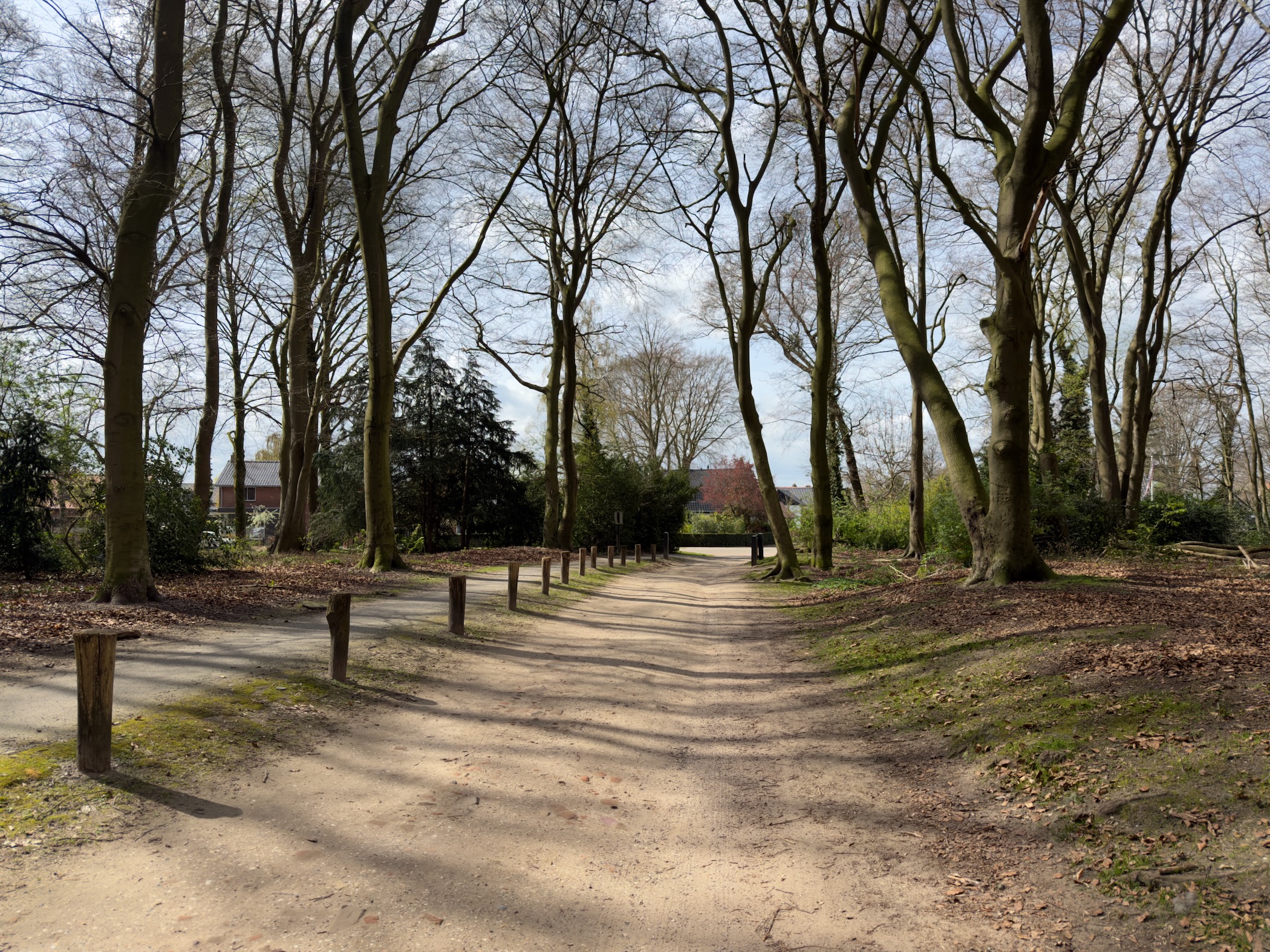 Sandy path emerging from a beech avenue toward a building on the horizon