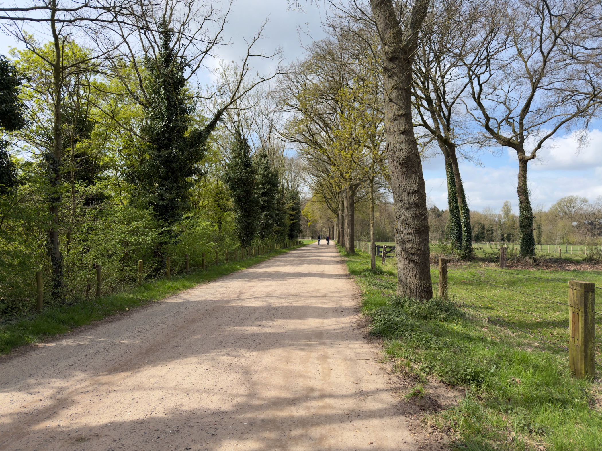 Tree-lined sandy lane between green pastures with ivy-covered trunks