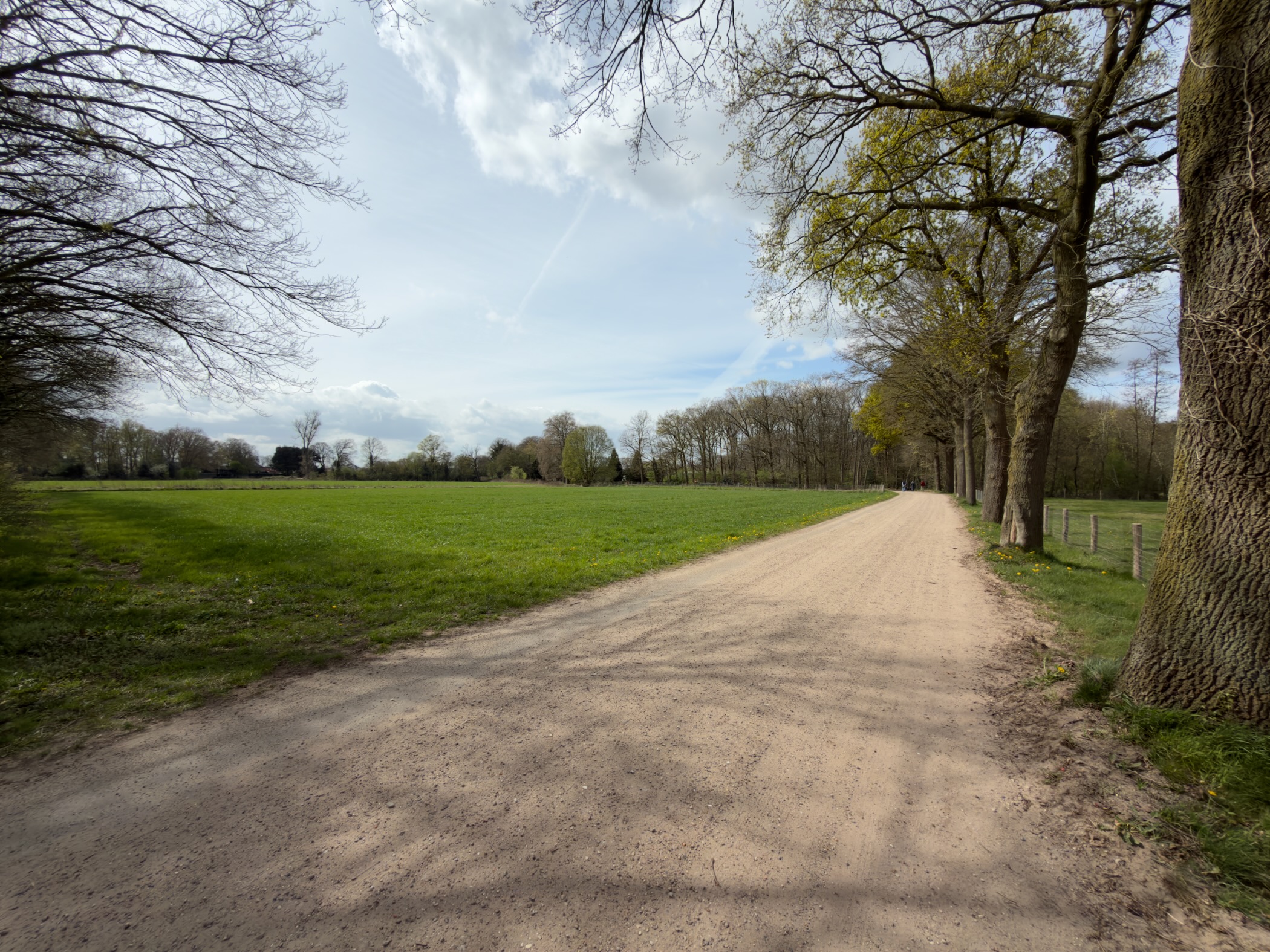 Sandy path along a row of oak trees beside a wide green meadow
