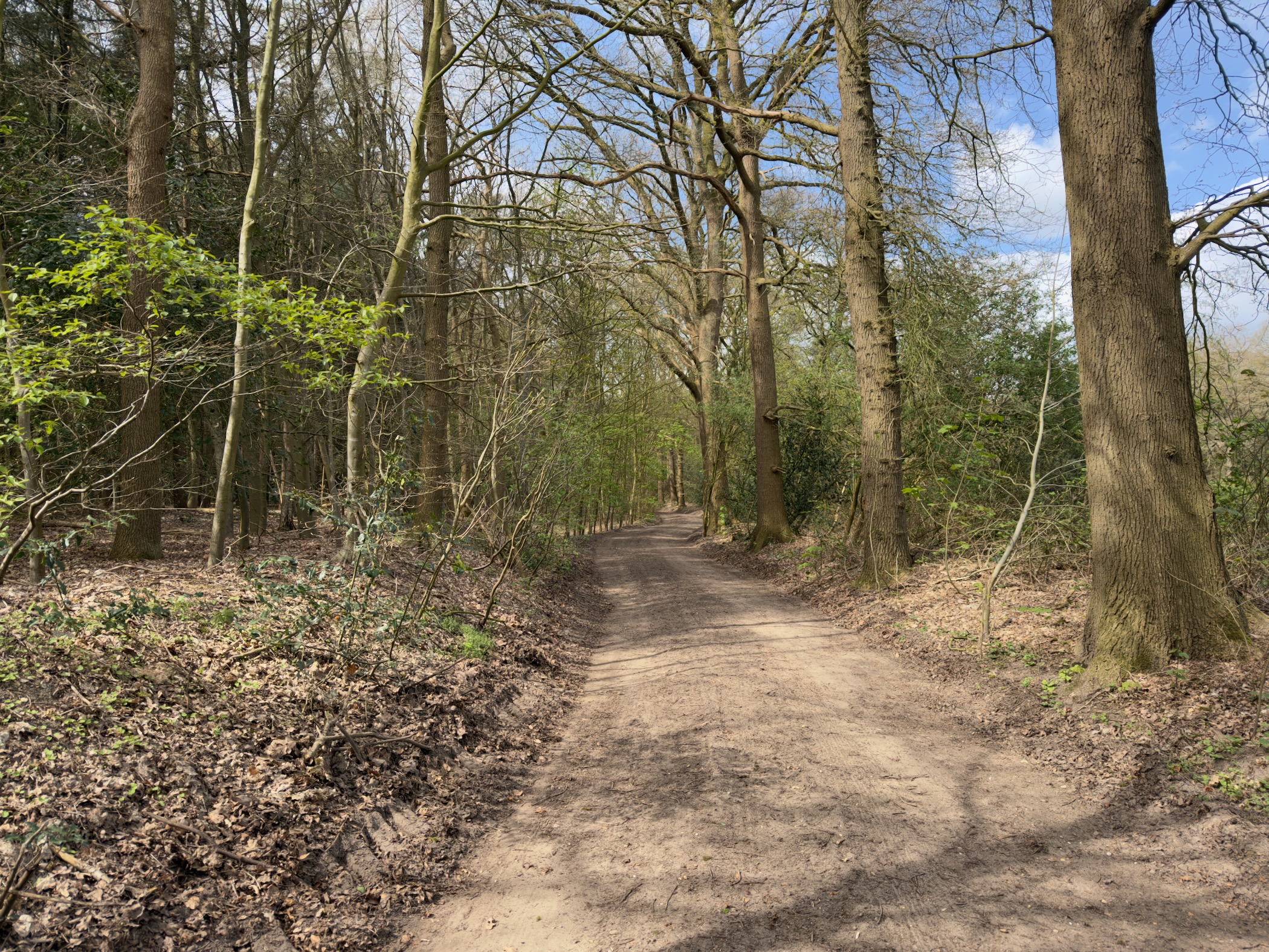 Narrow trail winding through a sunlit deciduous forest in spring