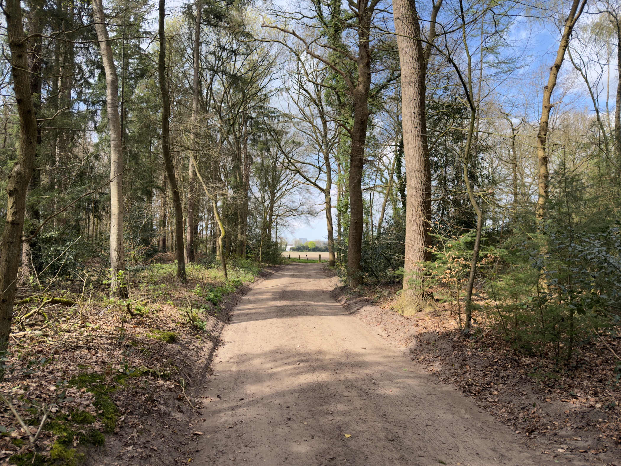 Sandy path through woodland opening toward a bright clearing ahead