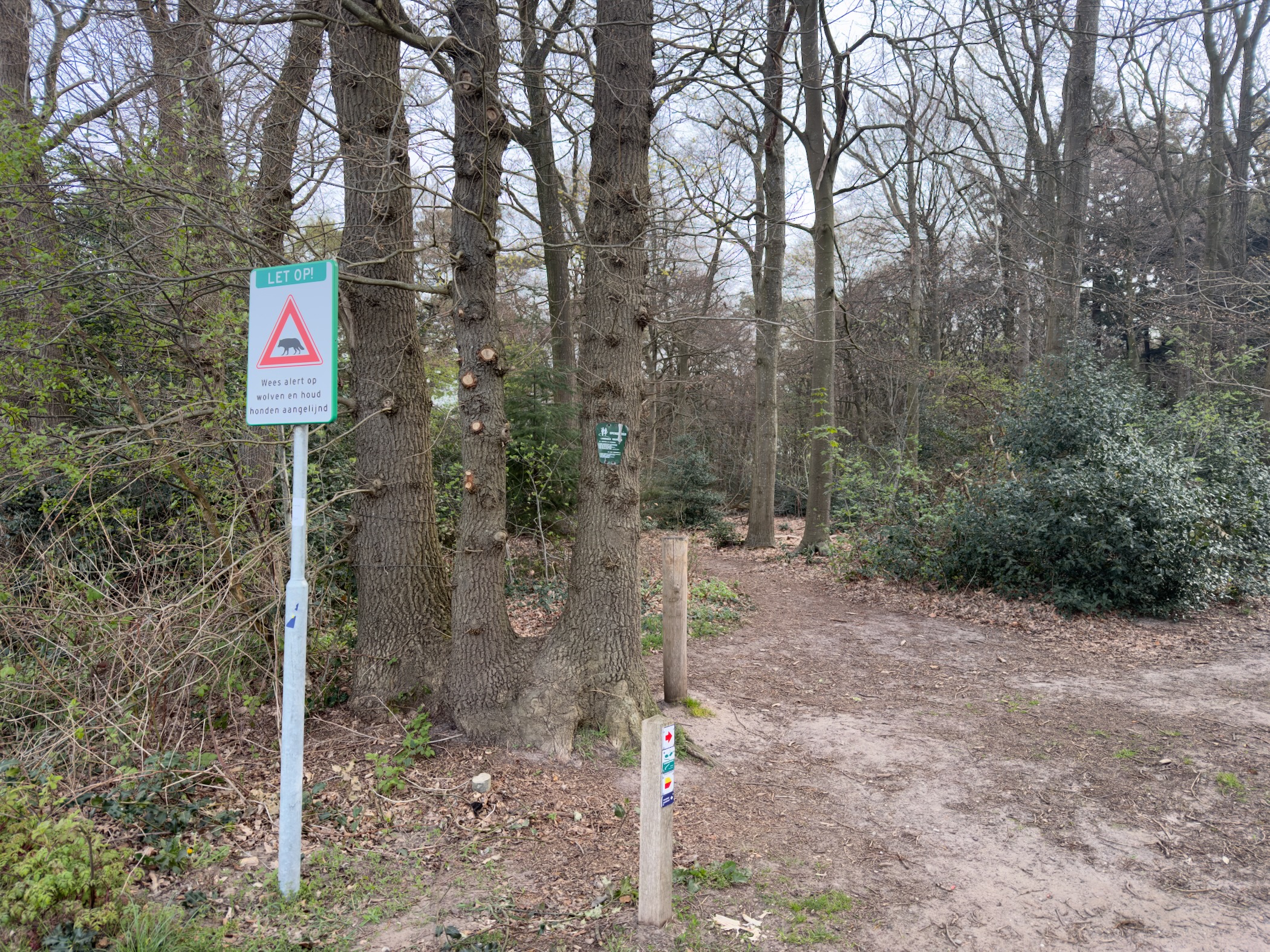 Trail entrance with a warning sign and marker posts among beech trees