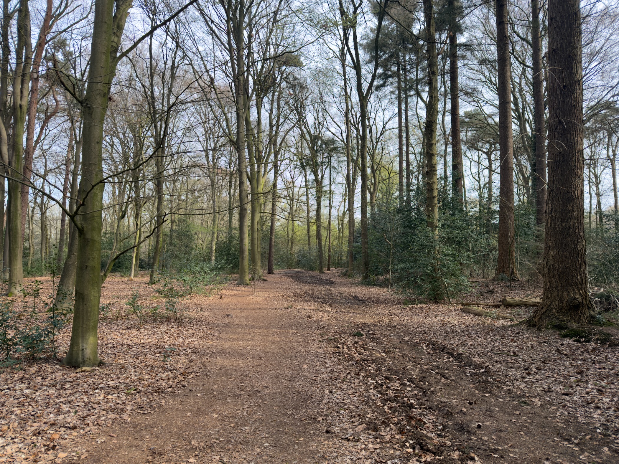 Wide path through a bare deciduous forest with scattered leaves