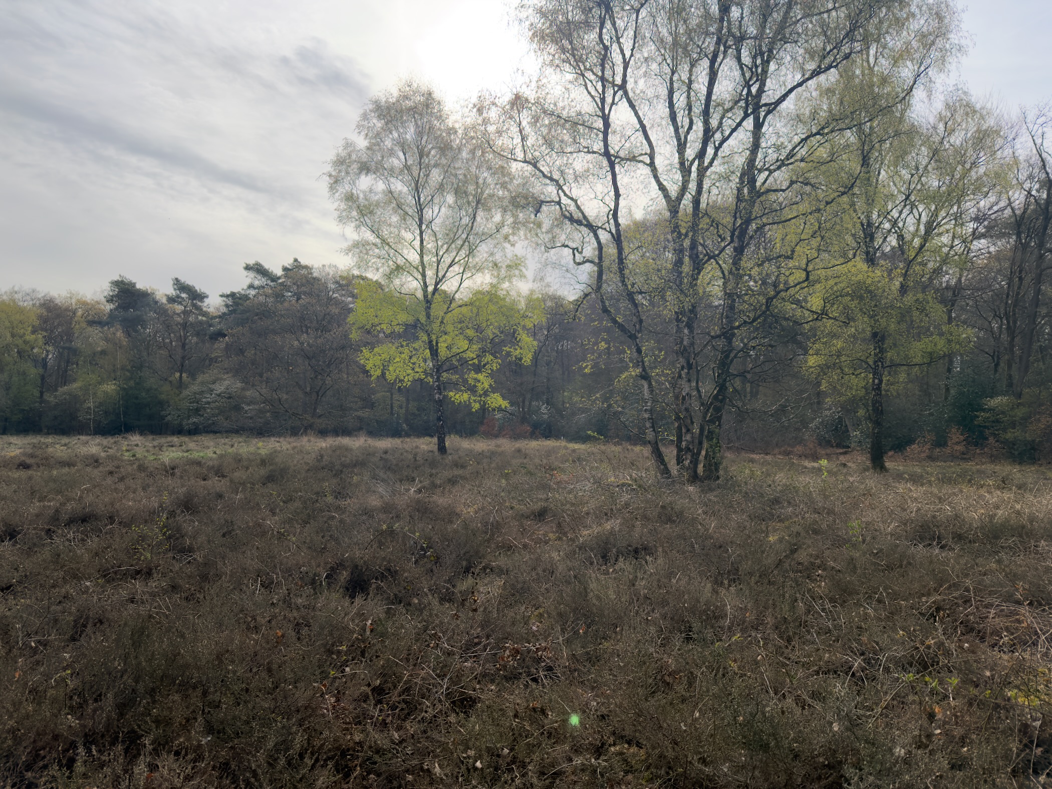 Heathland clearing with birch trees showing fresh spring foliage