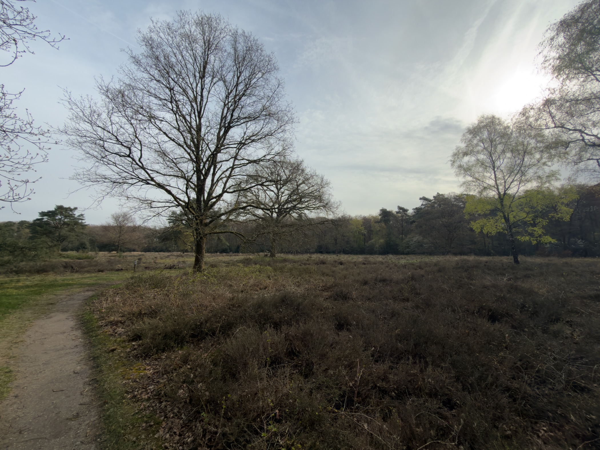 Narrow path through heathland with a solitary oak tree silhouetted against the sky