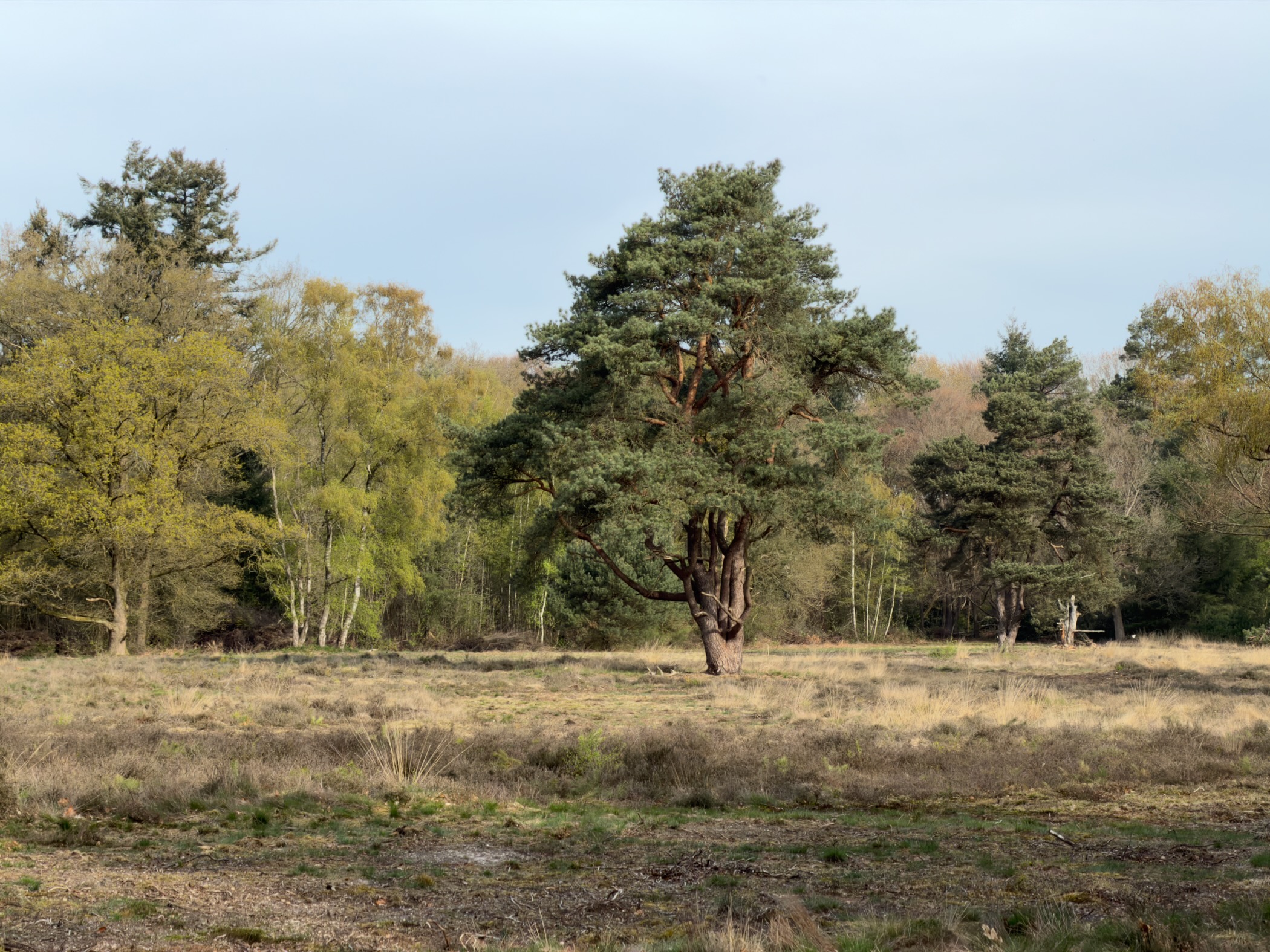 Solitary Scots pine standing on open heathland with forest behind