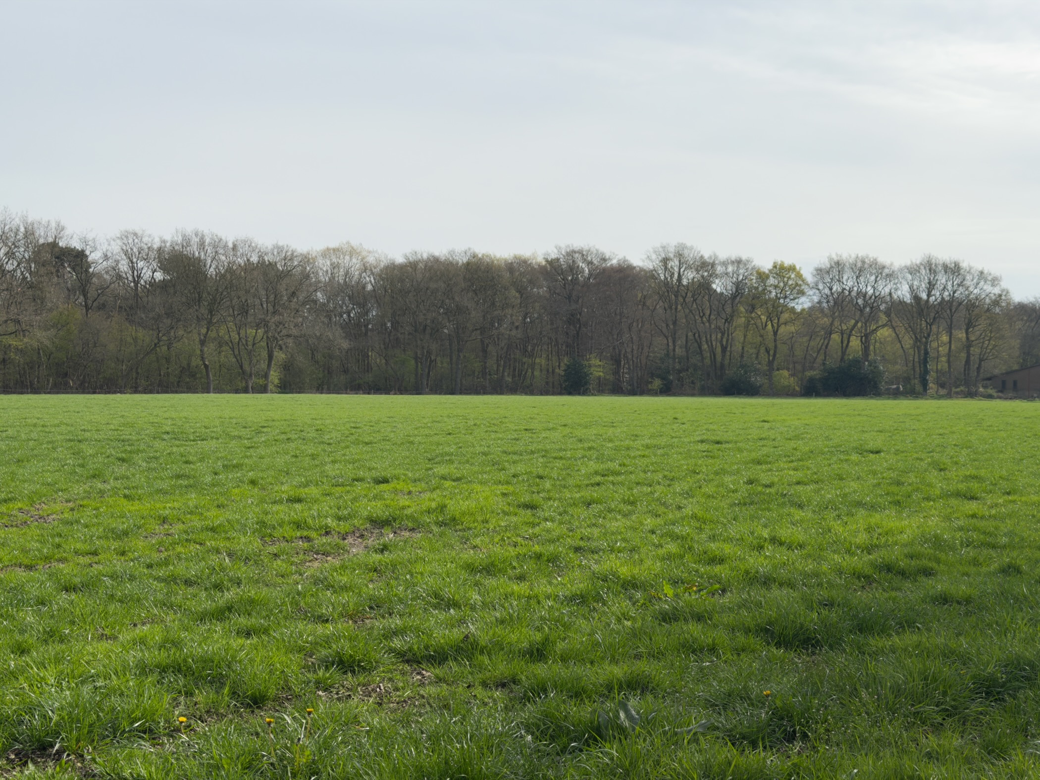 Wide green meadow stretching to a tree line on the horizon