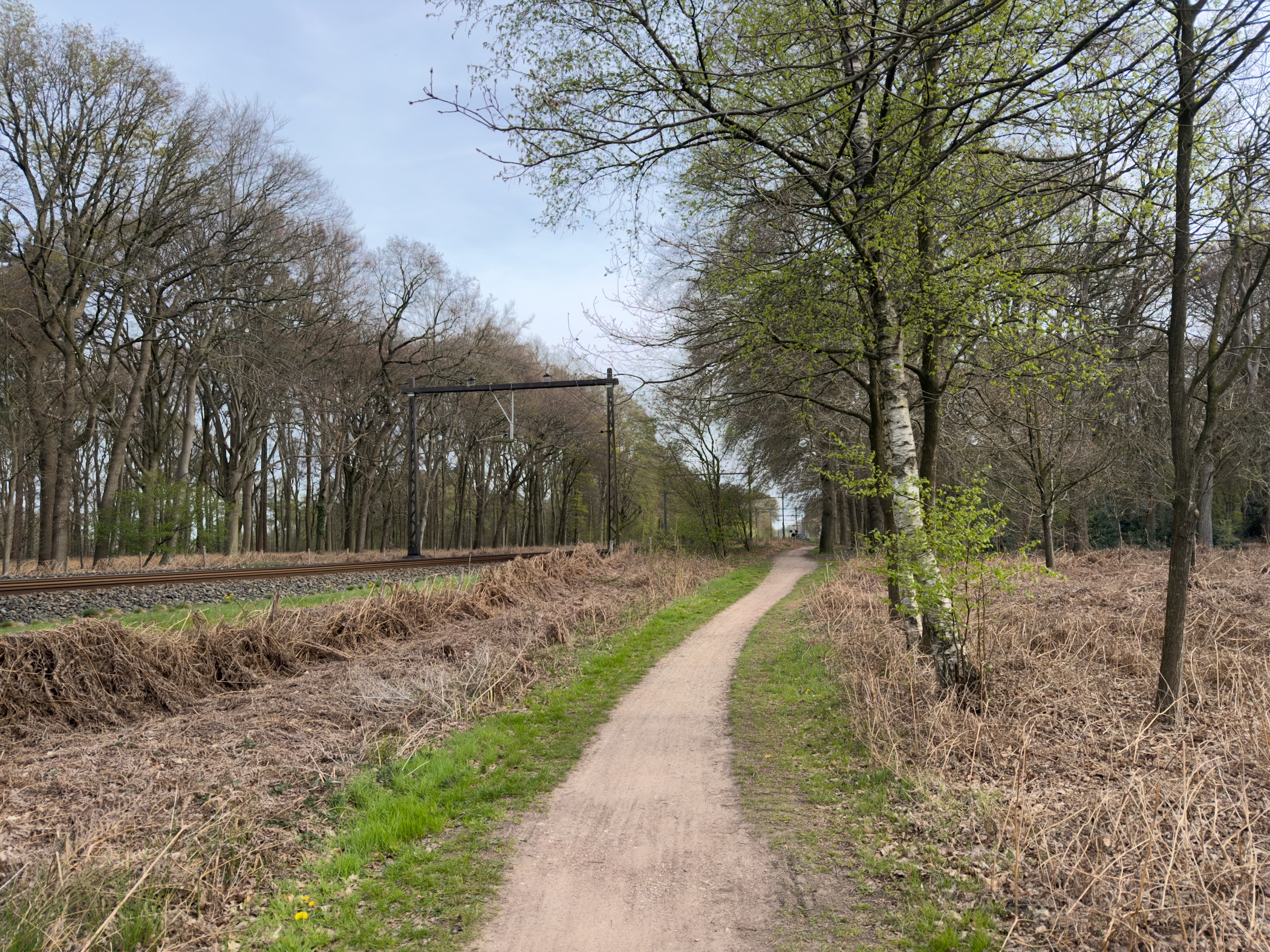 Footpath alongside railway tracks with birch trees and overhead catenary