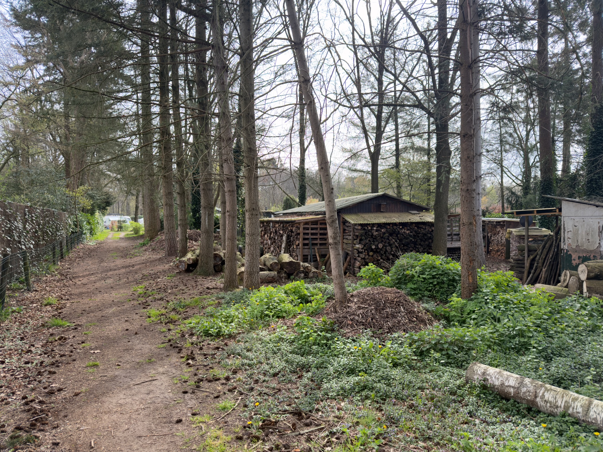 Forest path past a wooden shed among pine trees with green undergrowth