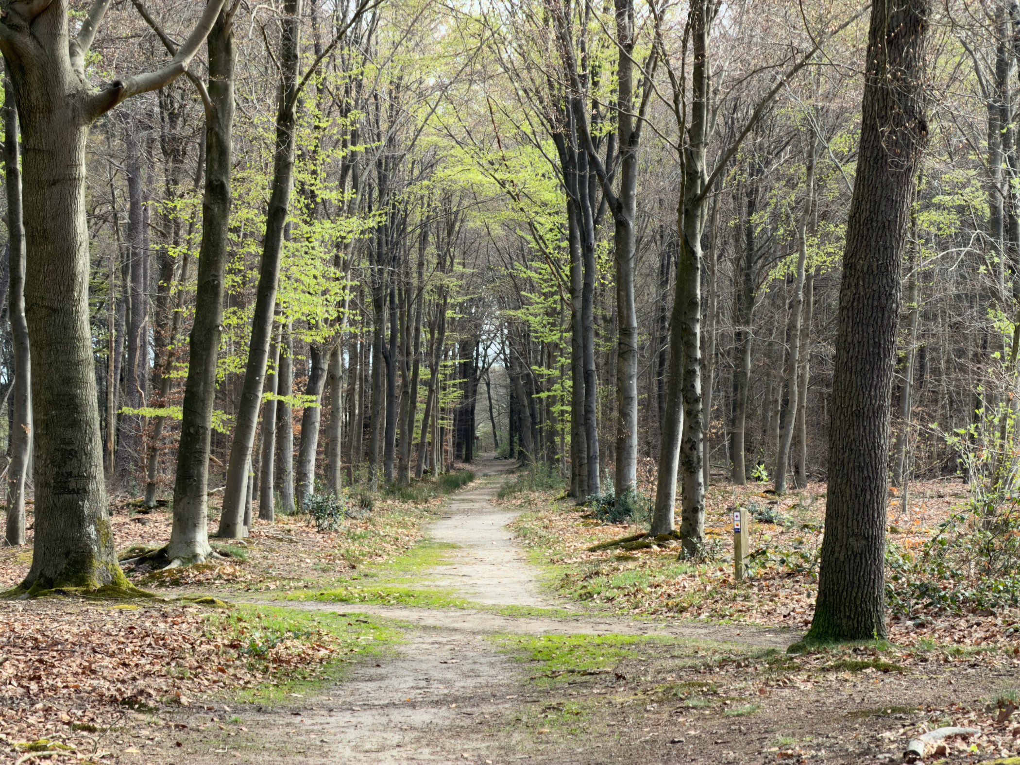 Straight path through a beech forest with fresh spring leaves overhead