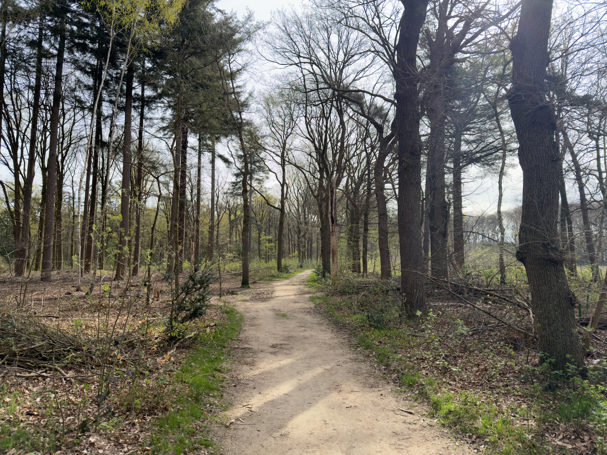 Sandy trail through open oak woodland with green grass verges