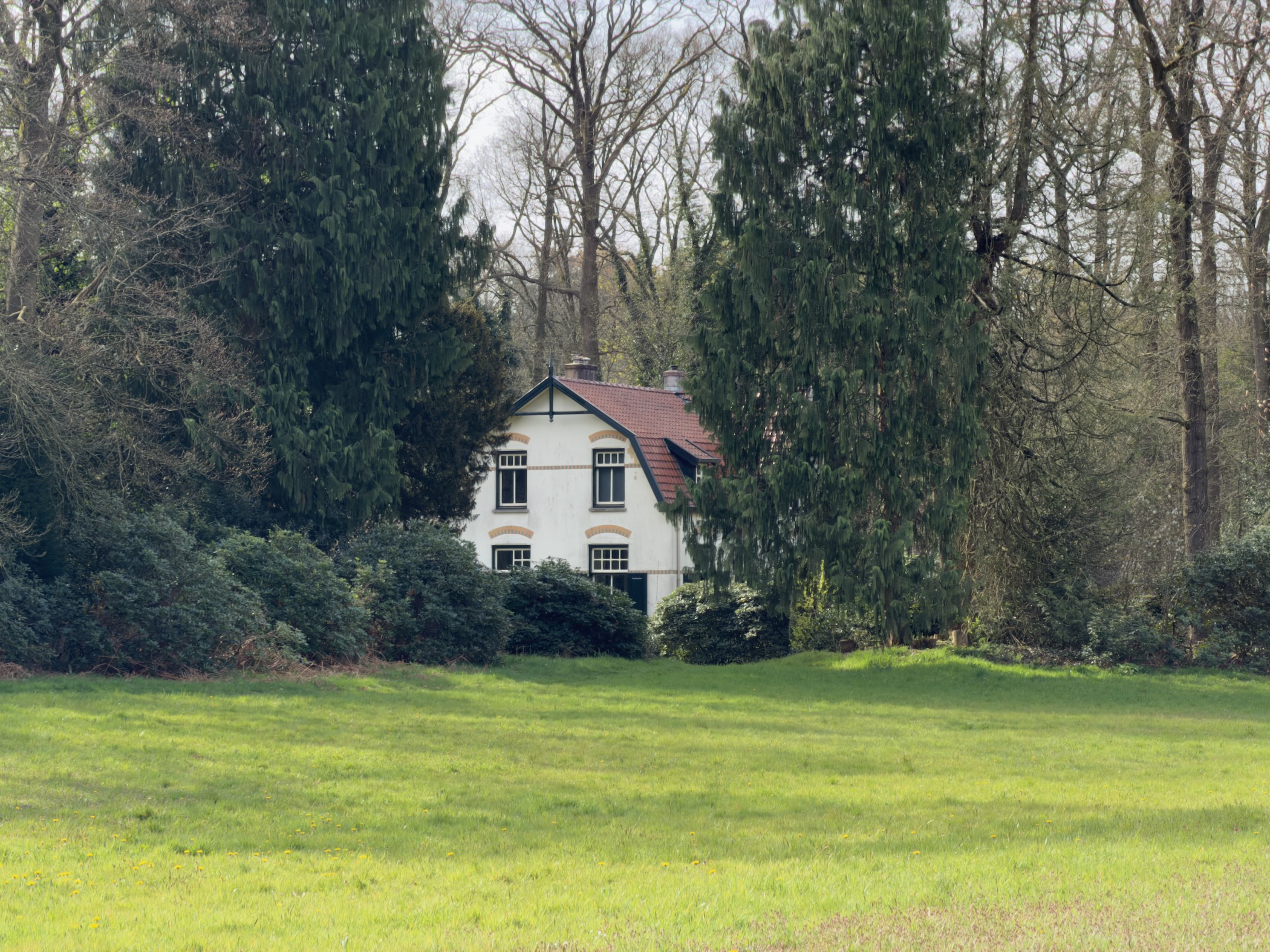 White house with dark trim half-hidden behind tall conifers on a green lawn
