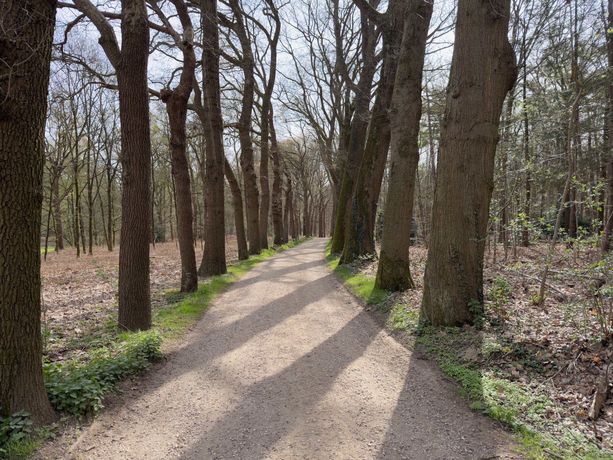 Tree-lined oak avenue casting long shadows on a sandy path