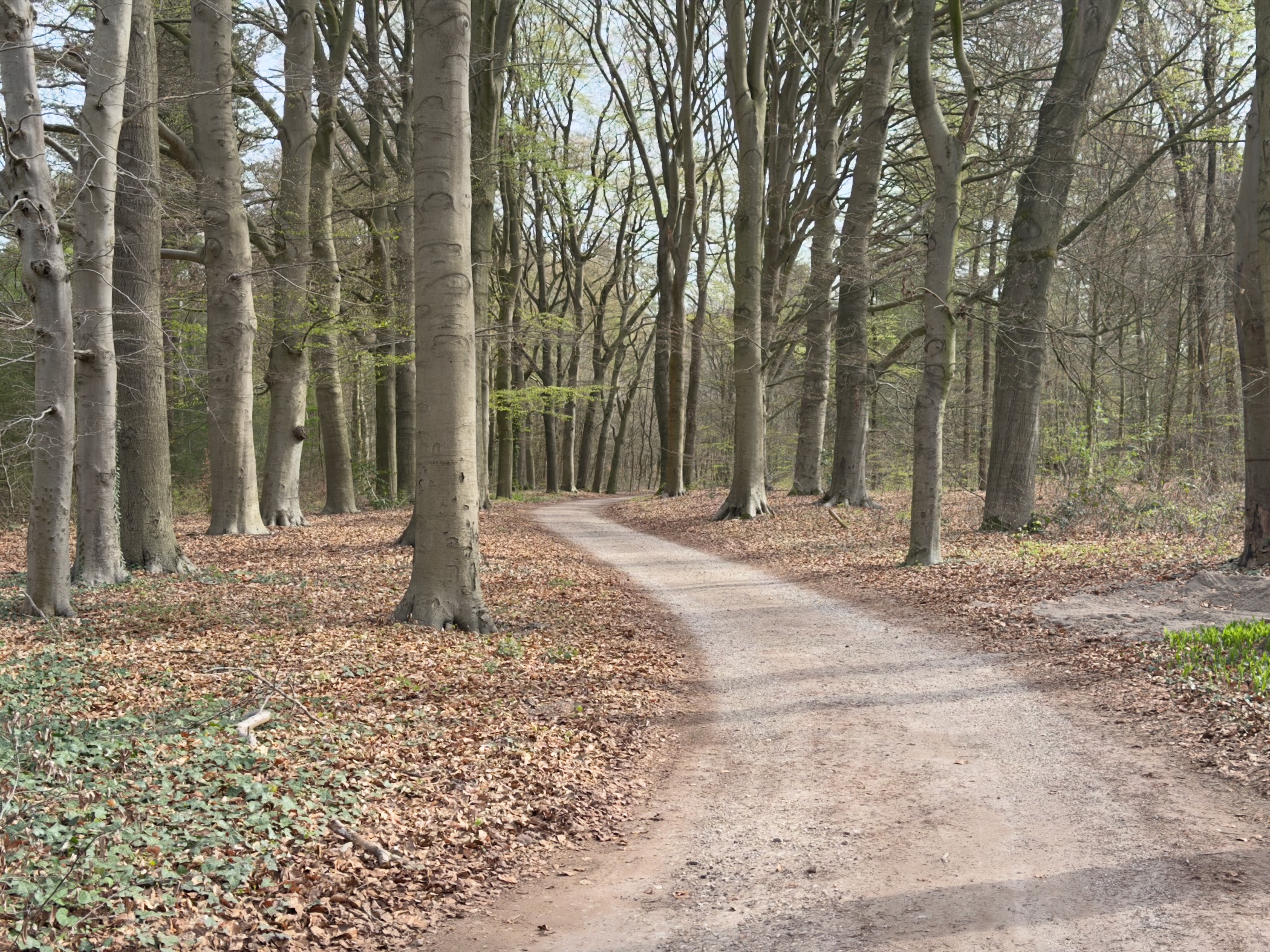 Winding paved path through a tall beech forest with fallen leaves