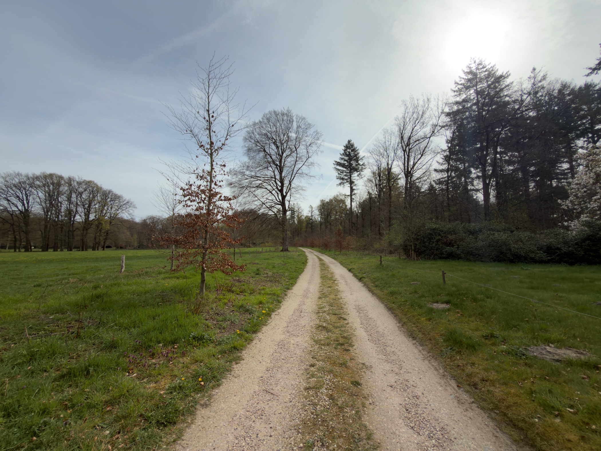 Double-track dirt road through green pastures toward a tree line