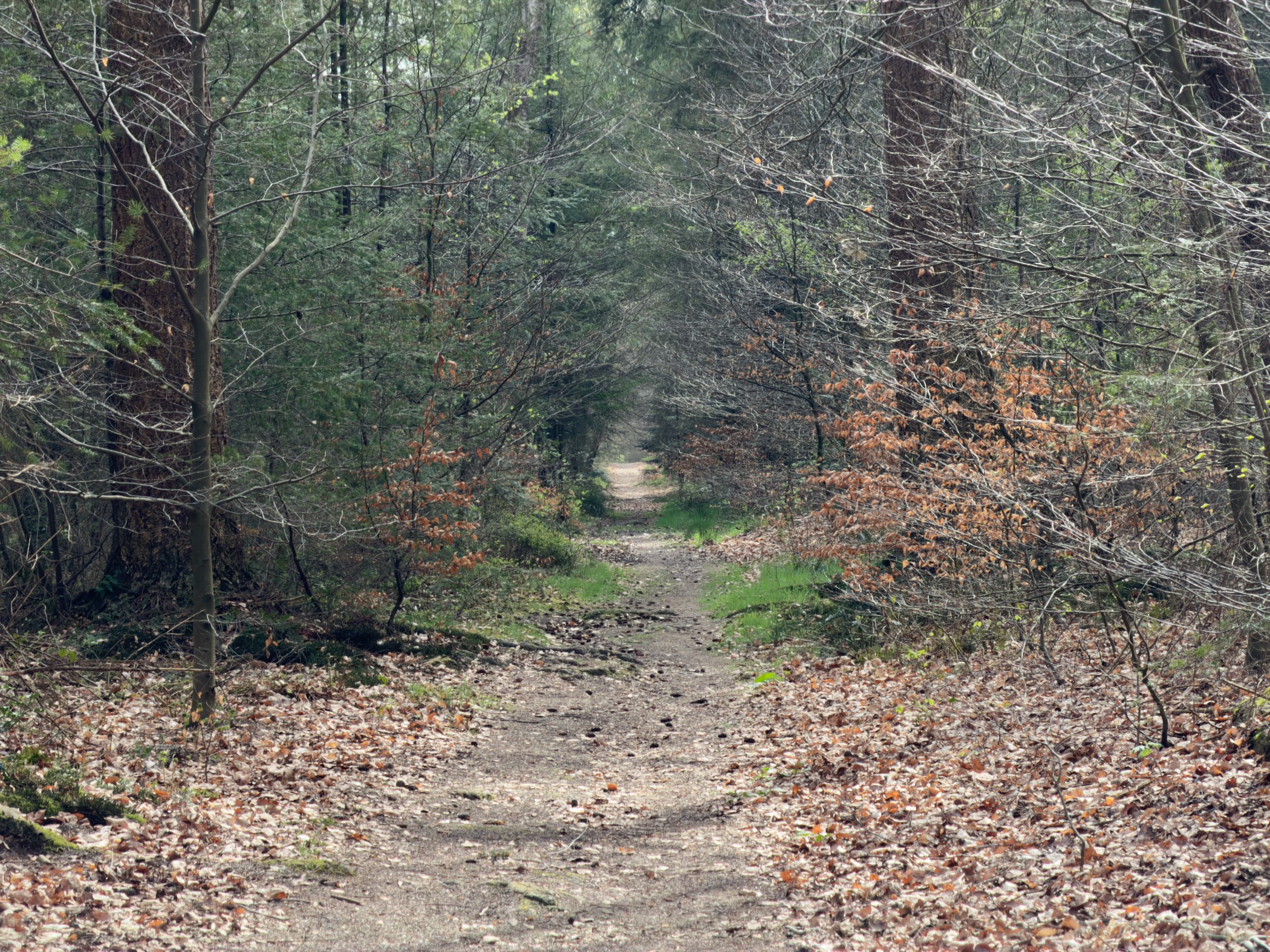 Narrow overgrown trail forming a green tunnel through dense woodland