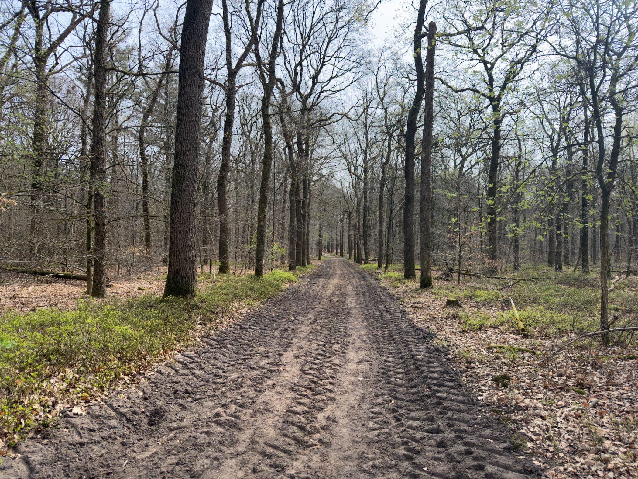Wide muddy forest road with tyre tracks through bare oak woodland