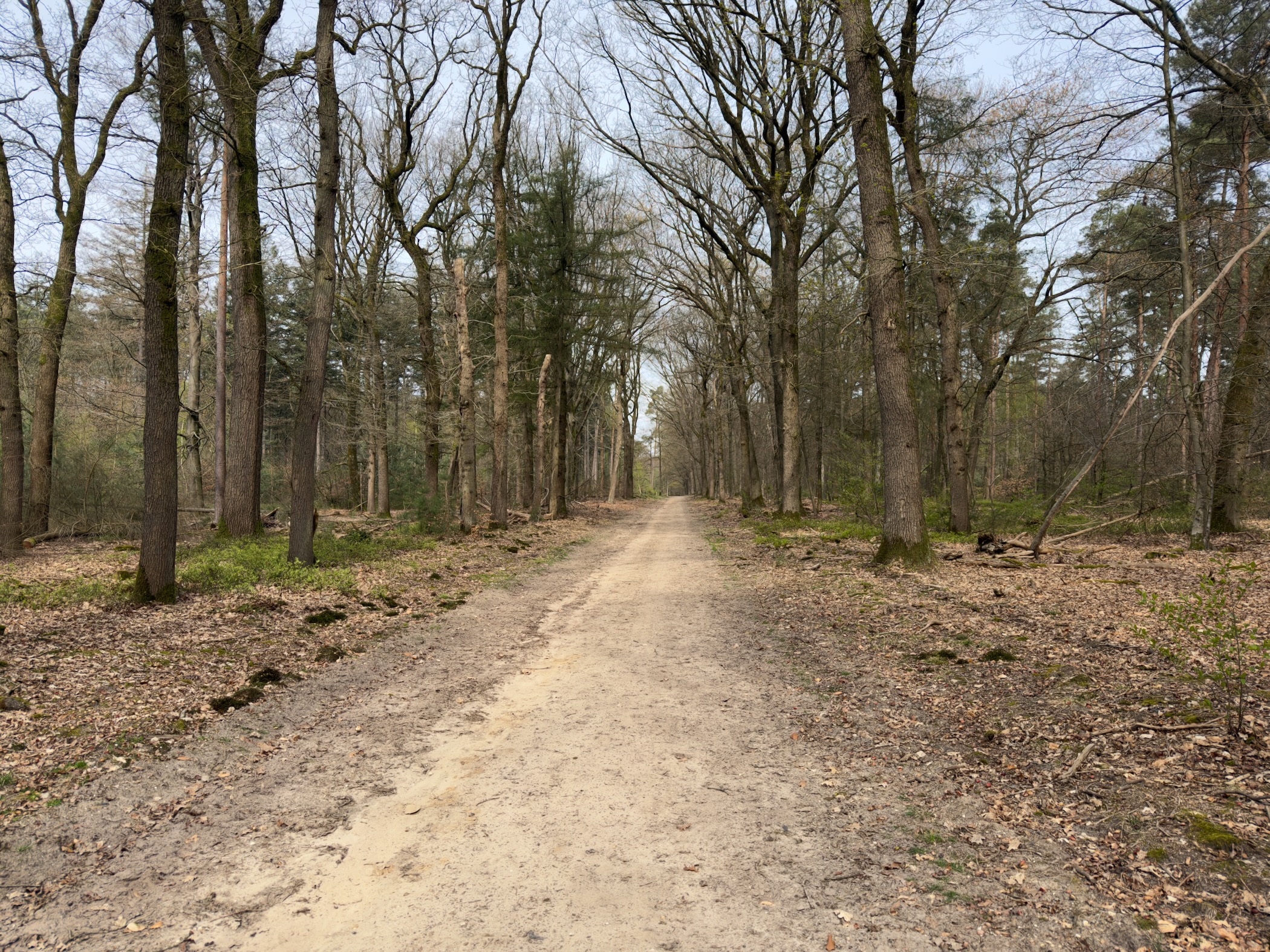 Long straight sandy path through bare oak and pine woodland
