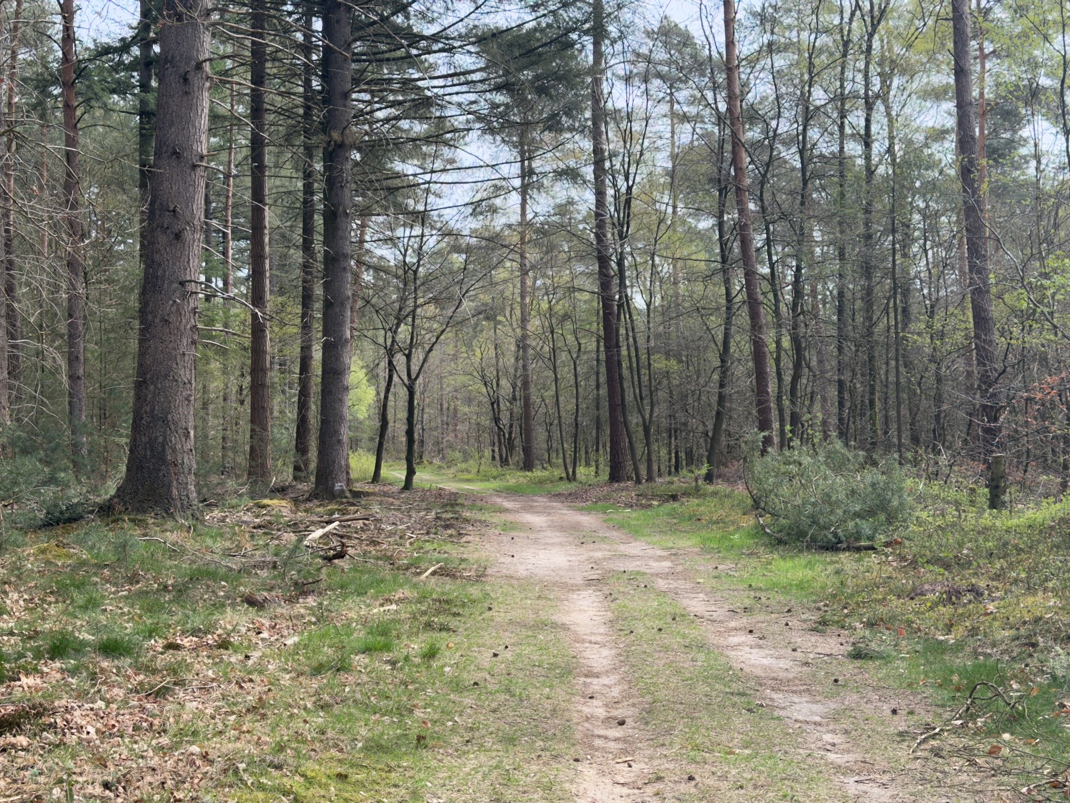 Sandy trail winding through pine forest with green grass verges