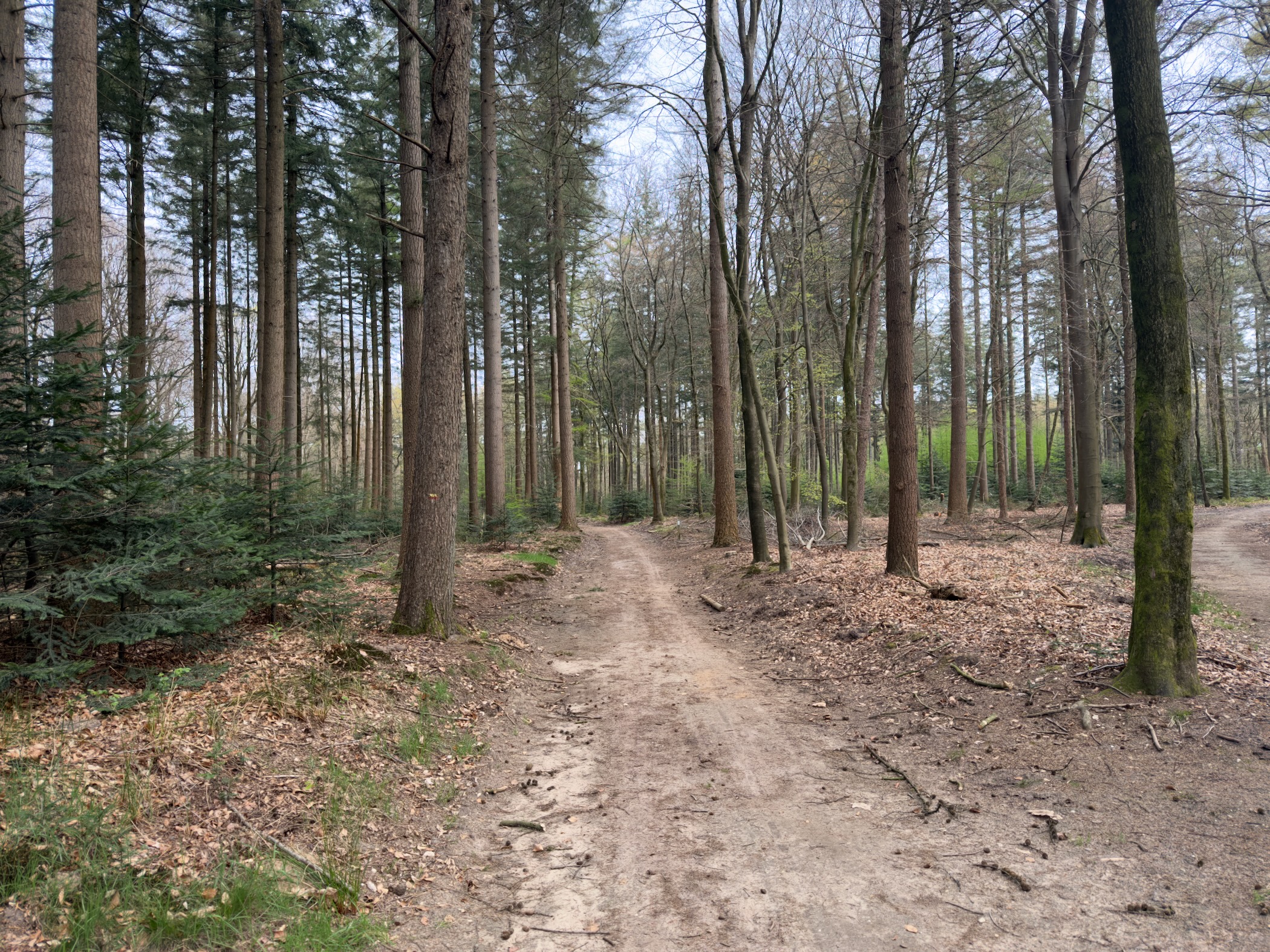 Forked path through mixed woodland with a green meadow visible ahead