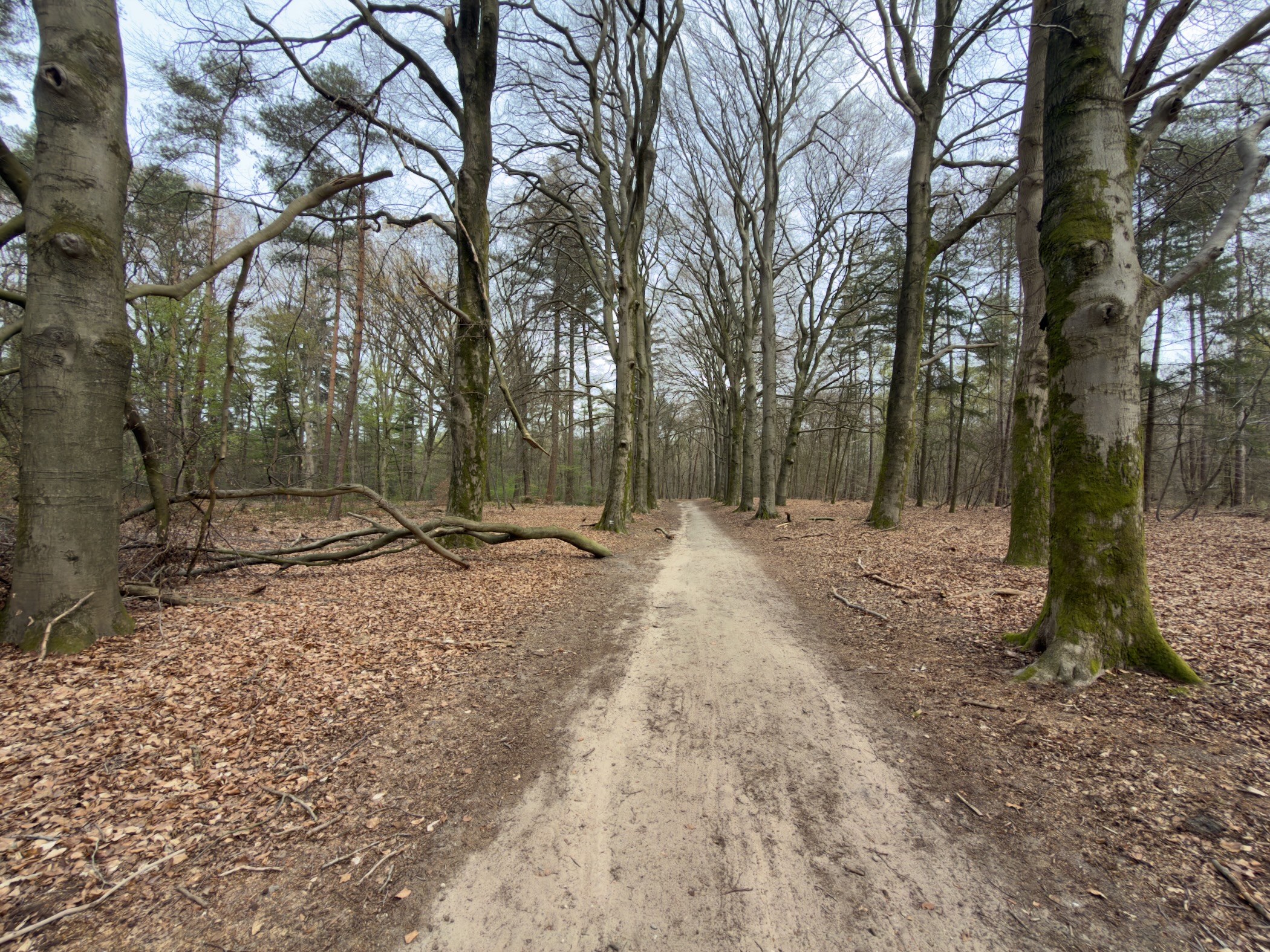 Narrow sandy path through bare beech forest with a fallen tree