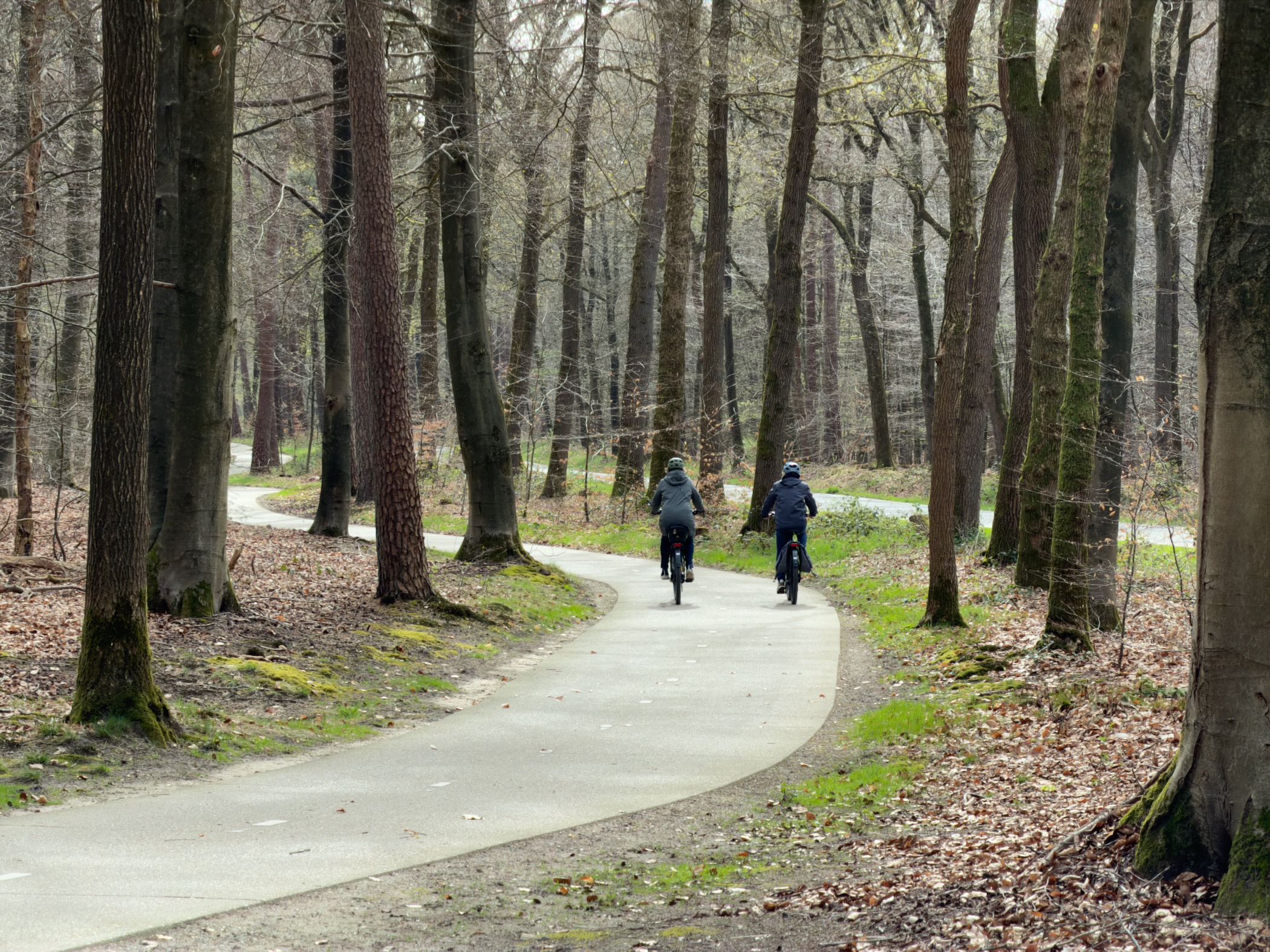 Two cyclists riding along a paved winding path through beech forest