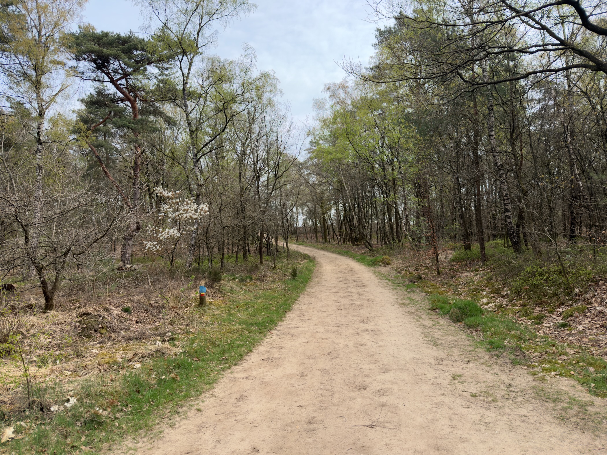 Sandy trail with a blue trail marker and a blooming white tree