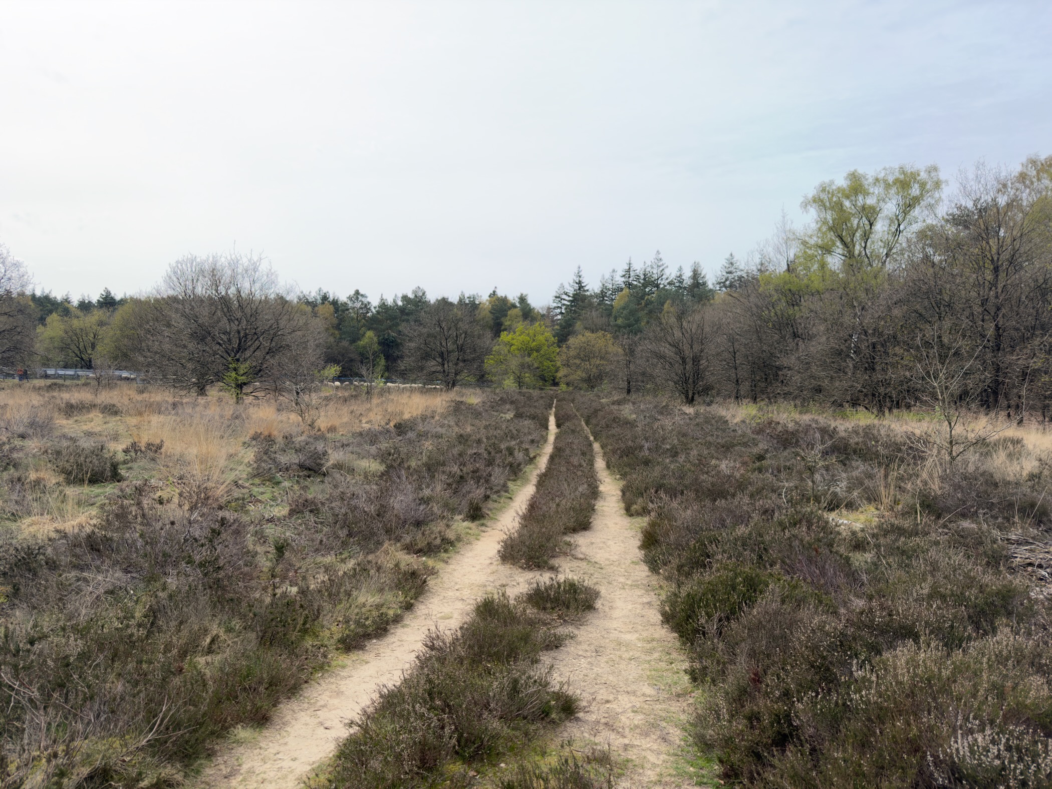 Double-track sandy path leading straight through heathland toward a tree line