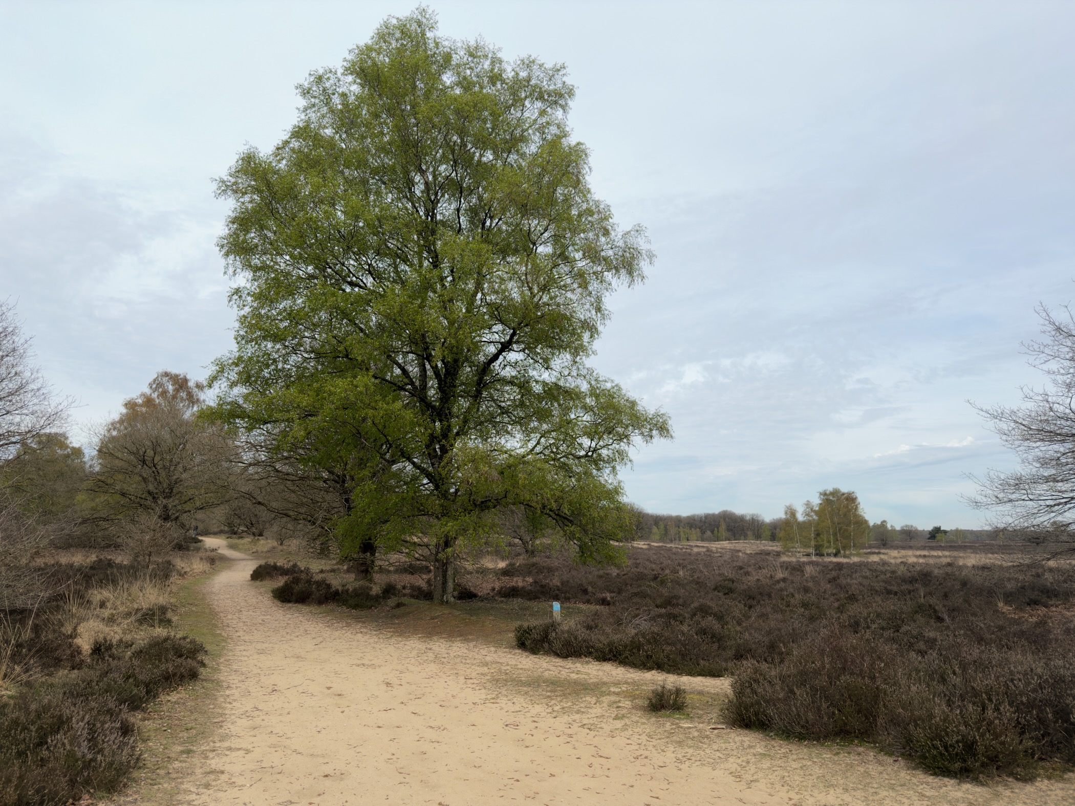 Sandy path curving past a large green tree on open heathland