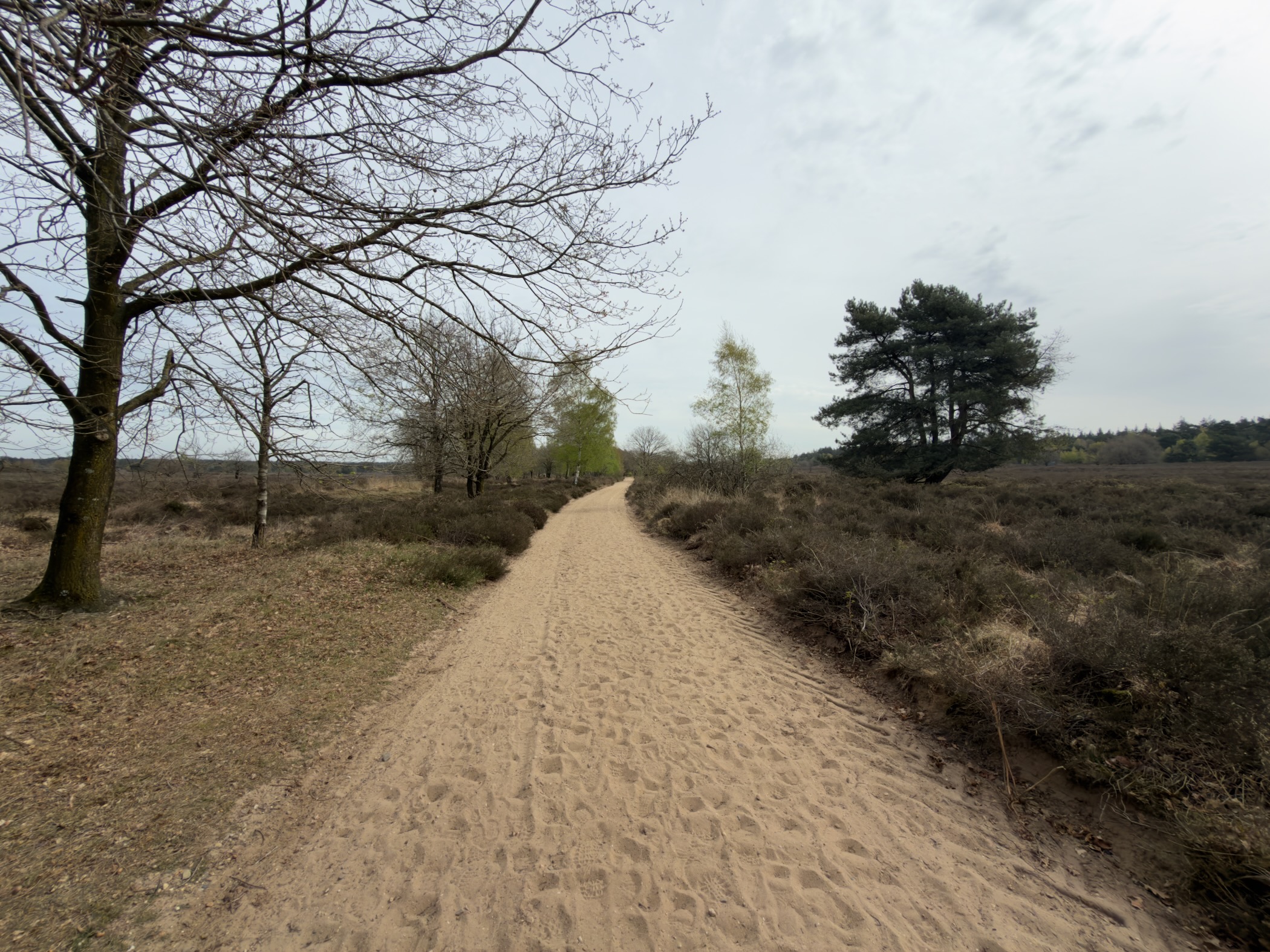 Sandy path through heathland with bare trees and a distant pine