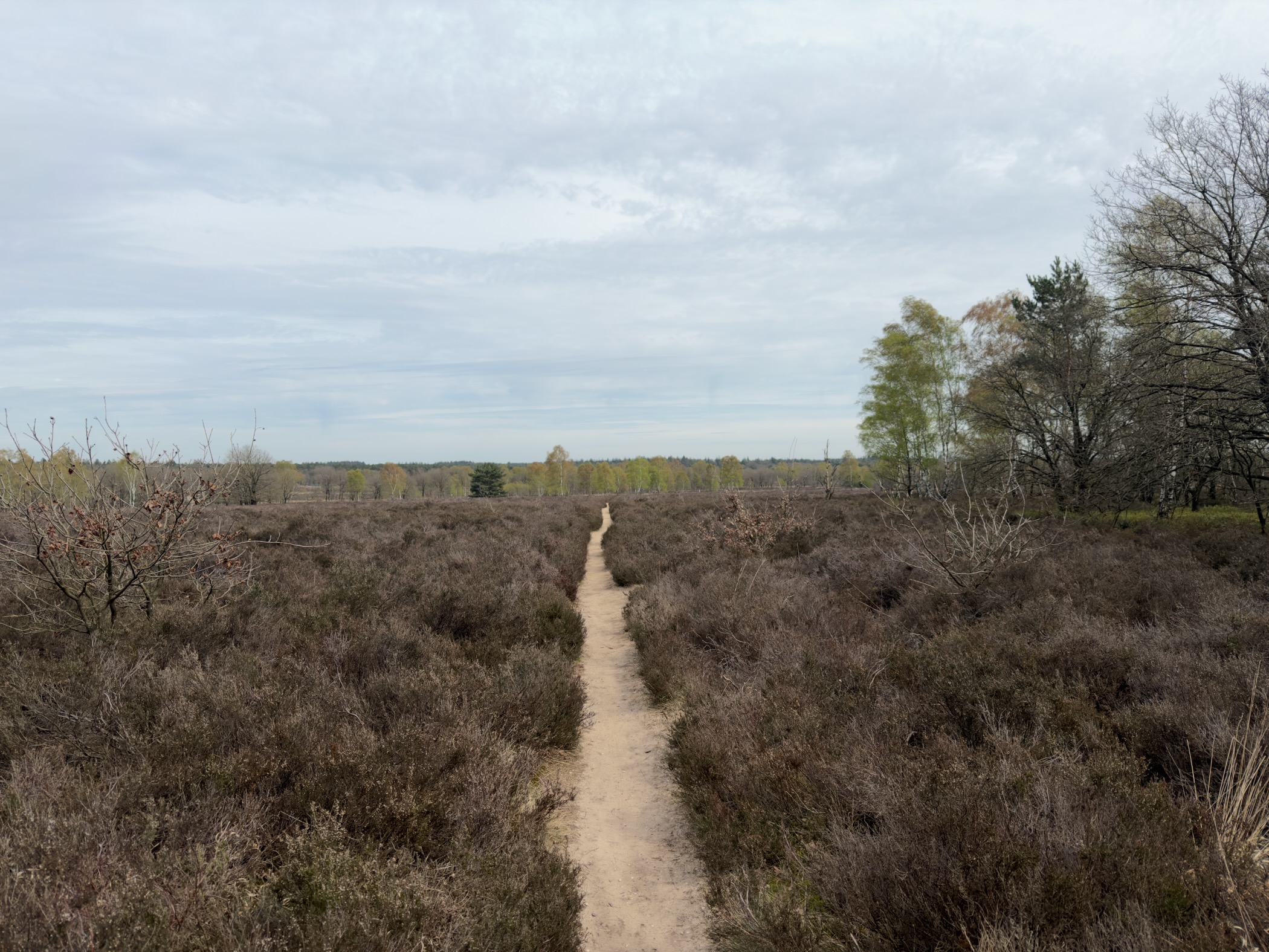 Narrow single-track path stretching through vast purple heathland