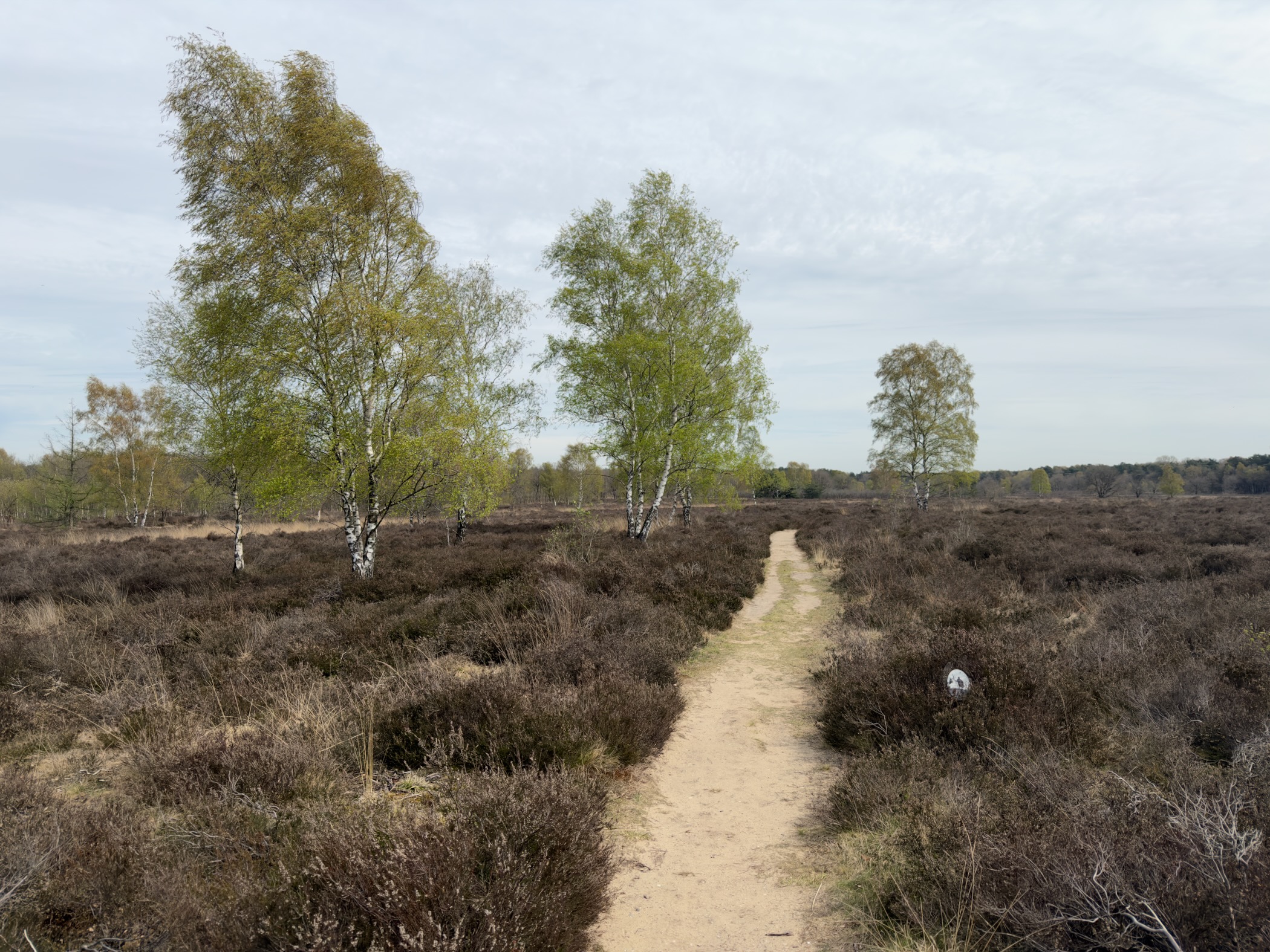 Narrow path through heathland leading toward birch trees with fresh leaves