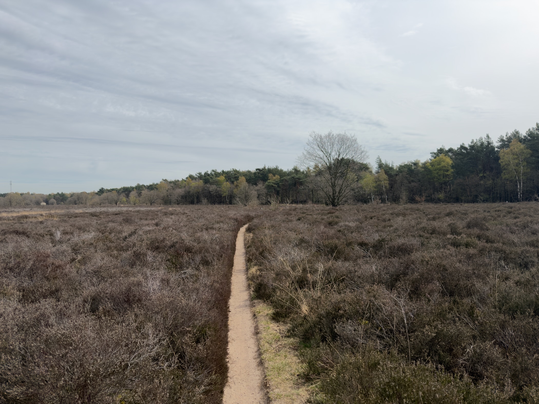 Narrow sandy trail disappearing into open heathland under an overcast sky