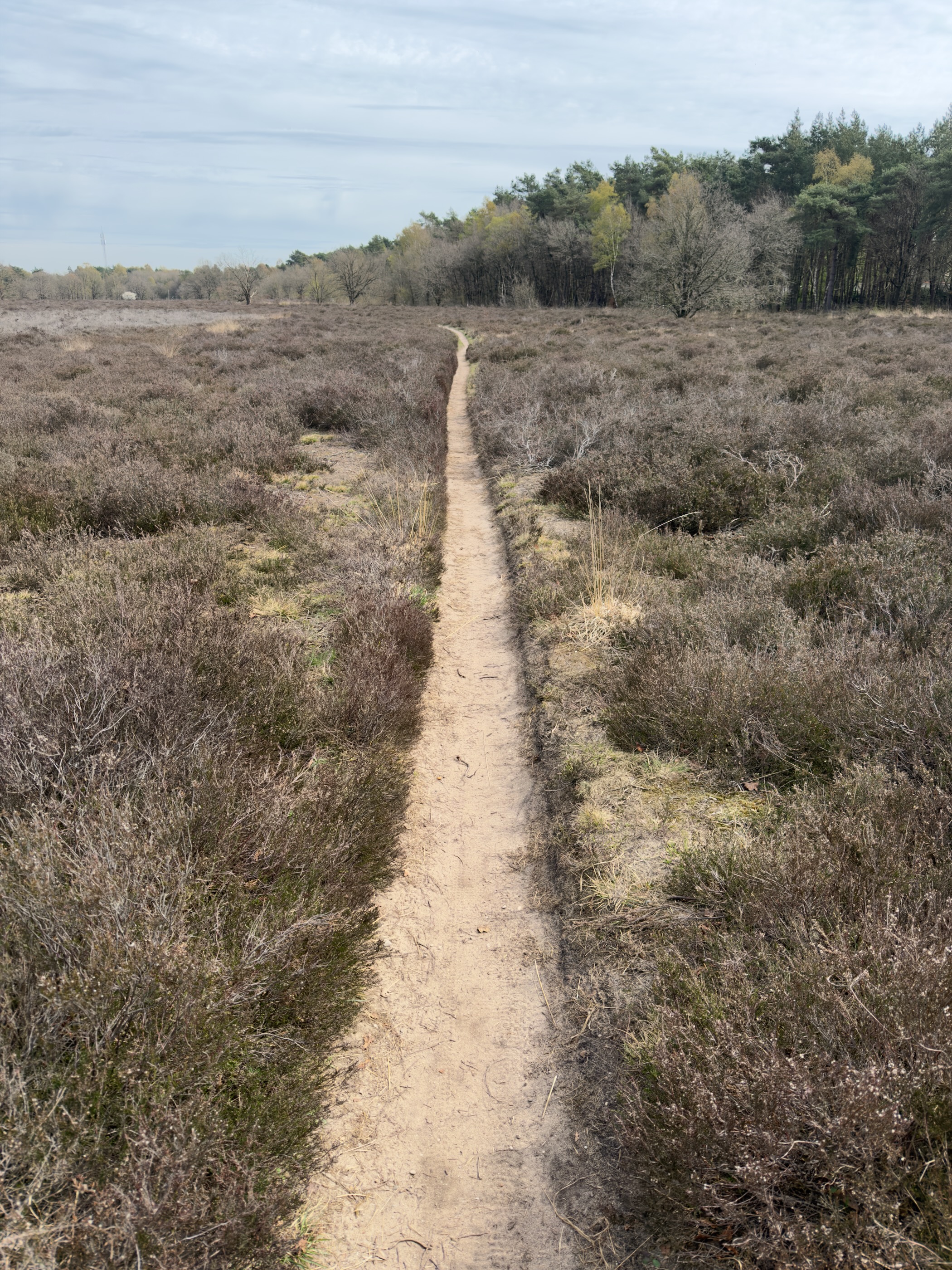 Long straight single-track path through dry heathland toward distant forest